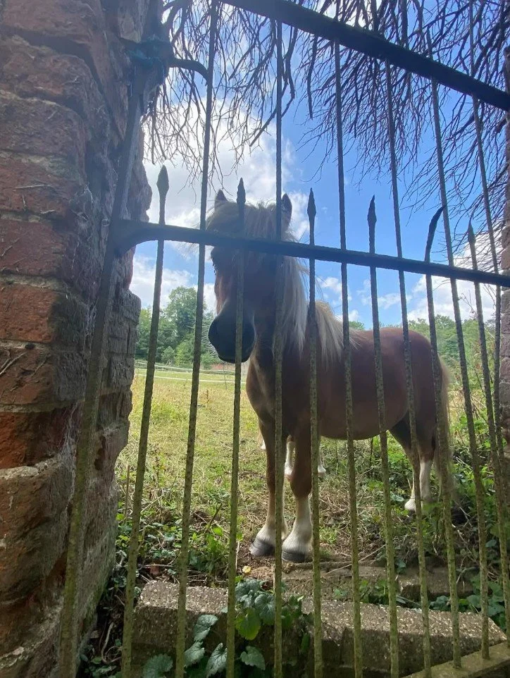 Shetland pony behind old gate at The Grove at Melchbourne