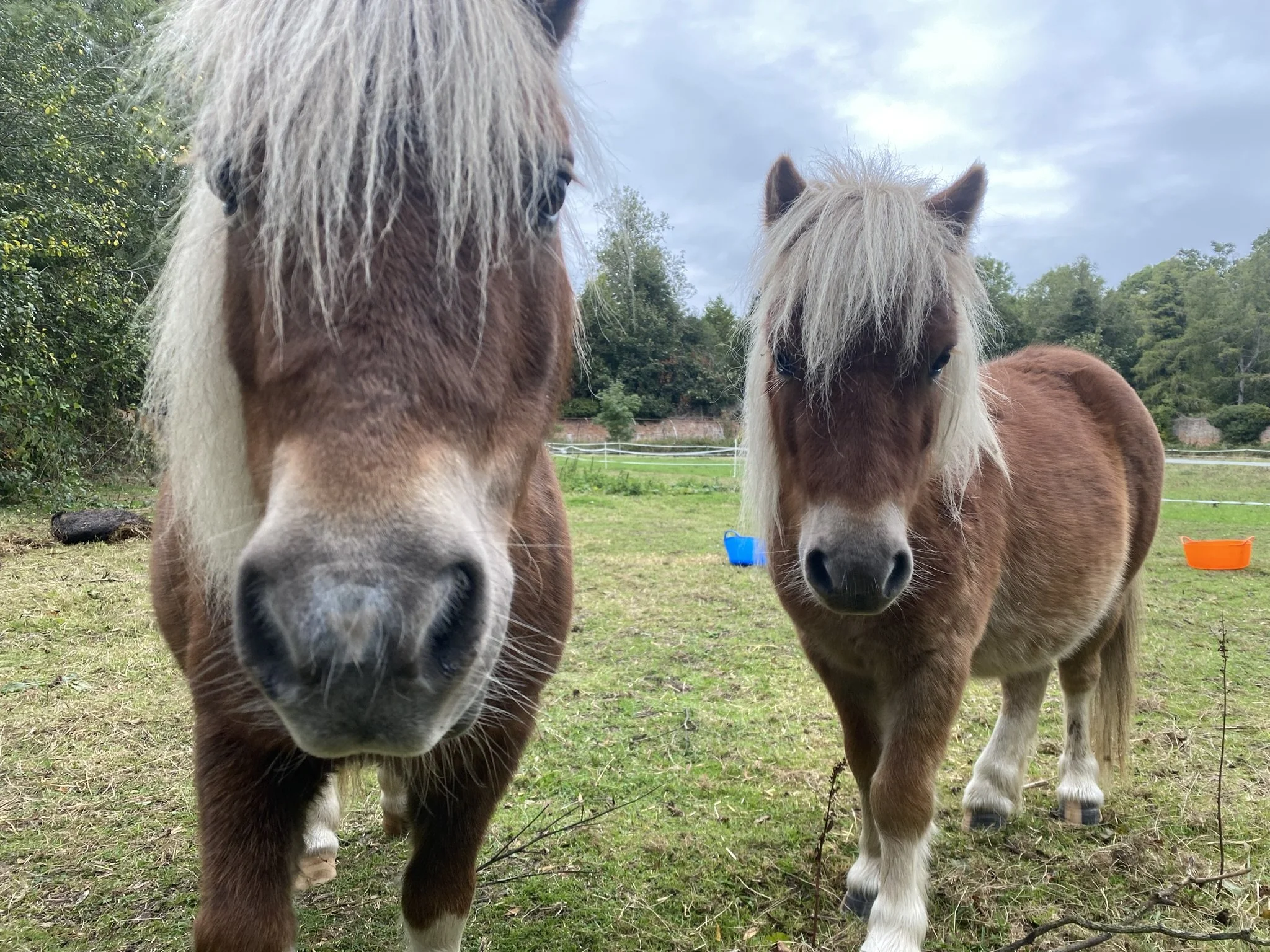 Dolly and Pancho, rescue Shetland ponies at The Grove at Melchbourne