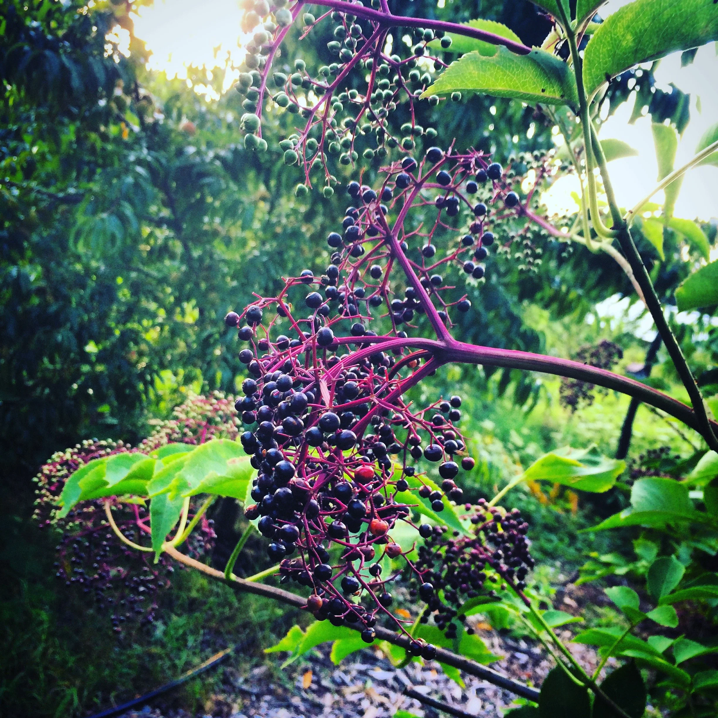 2017-08-21 18.49.08.jpg