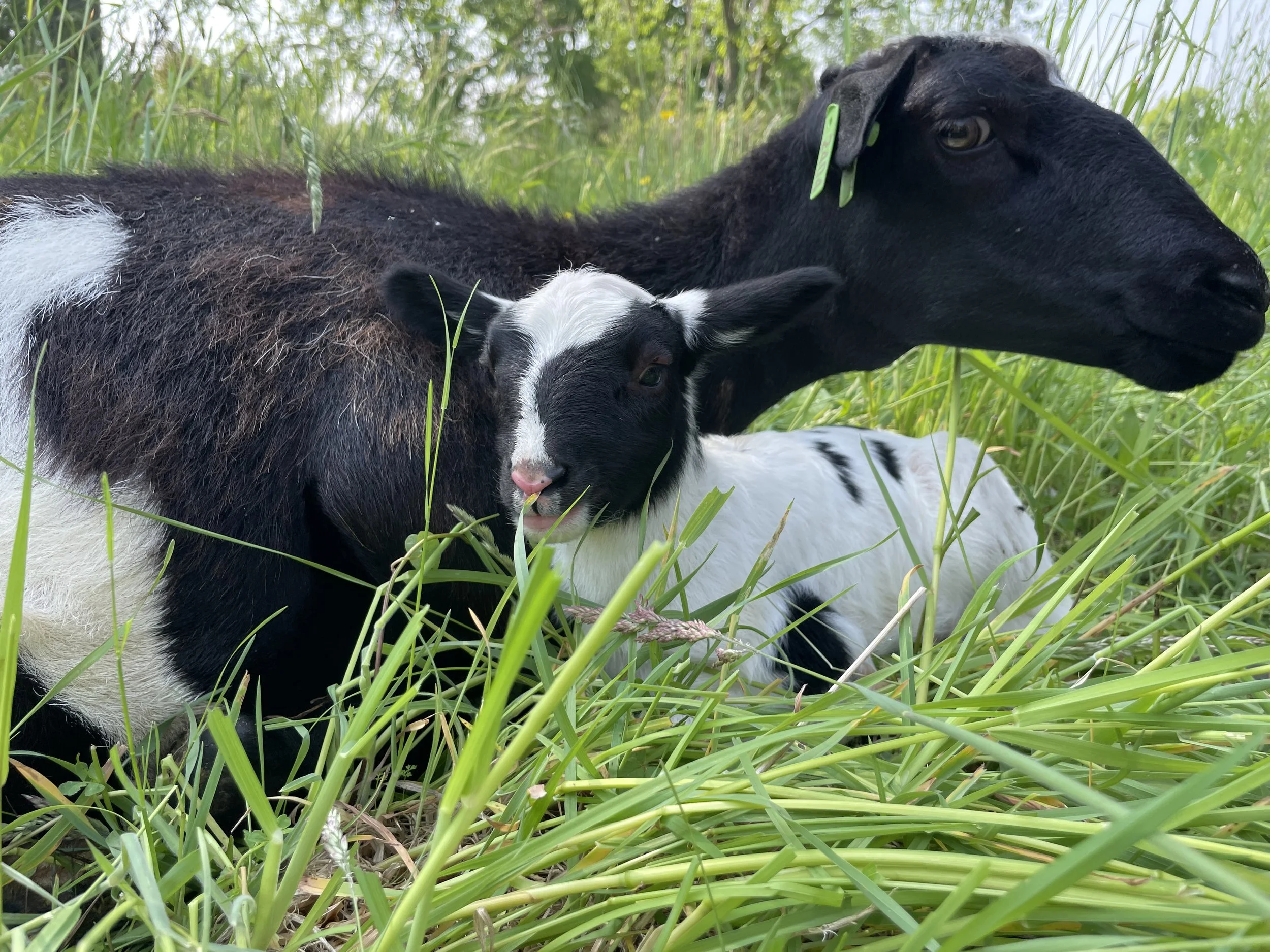100% grass-fed sheep