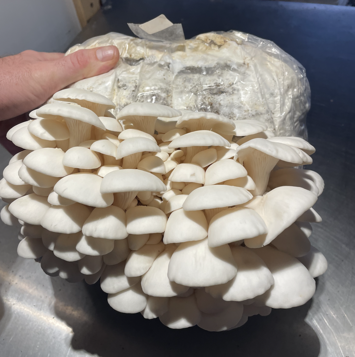 Holiday Block Special