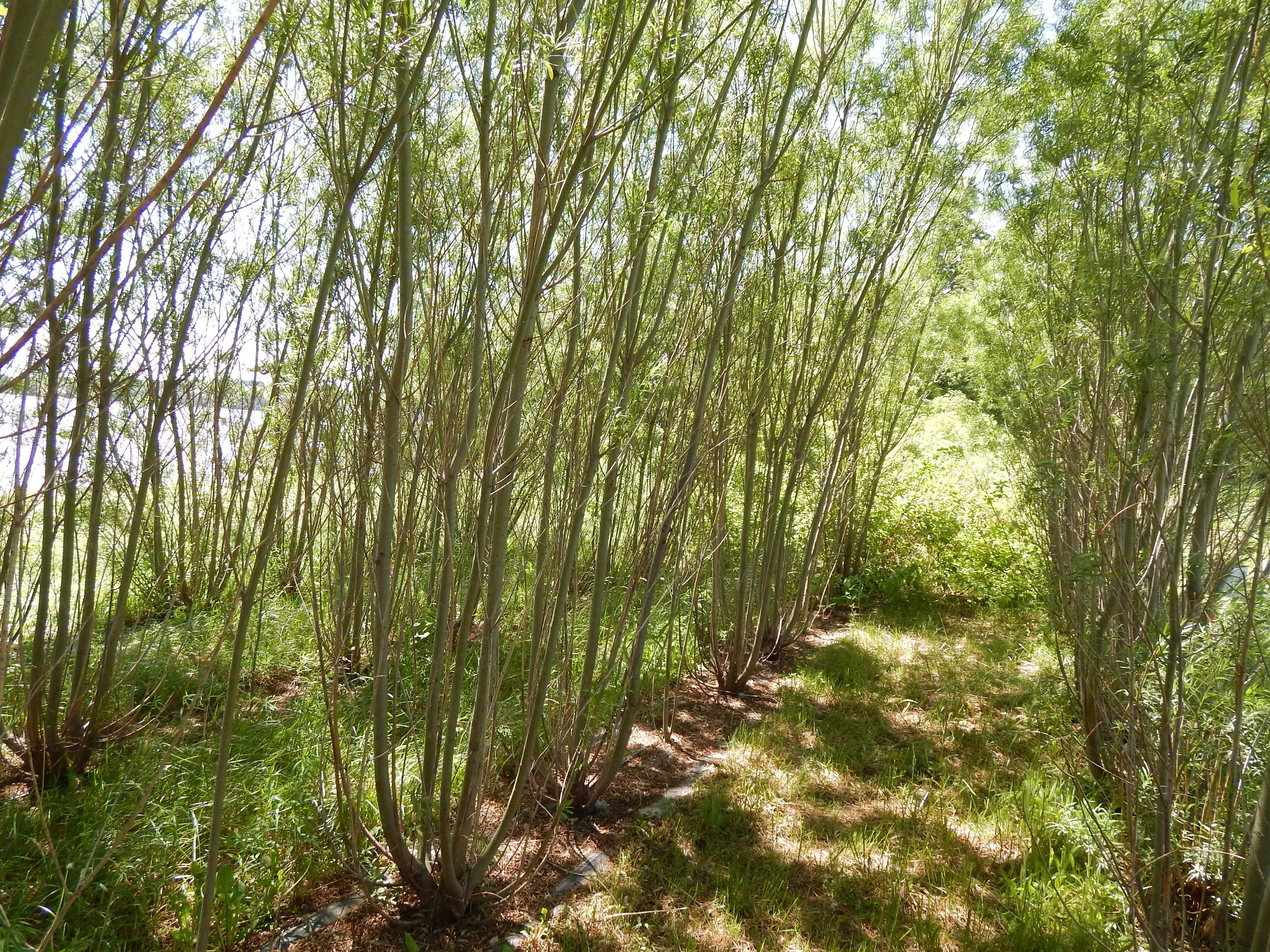 AustreeWillow.JPG (Copy)