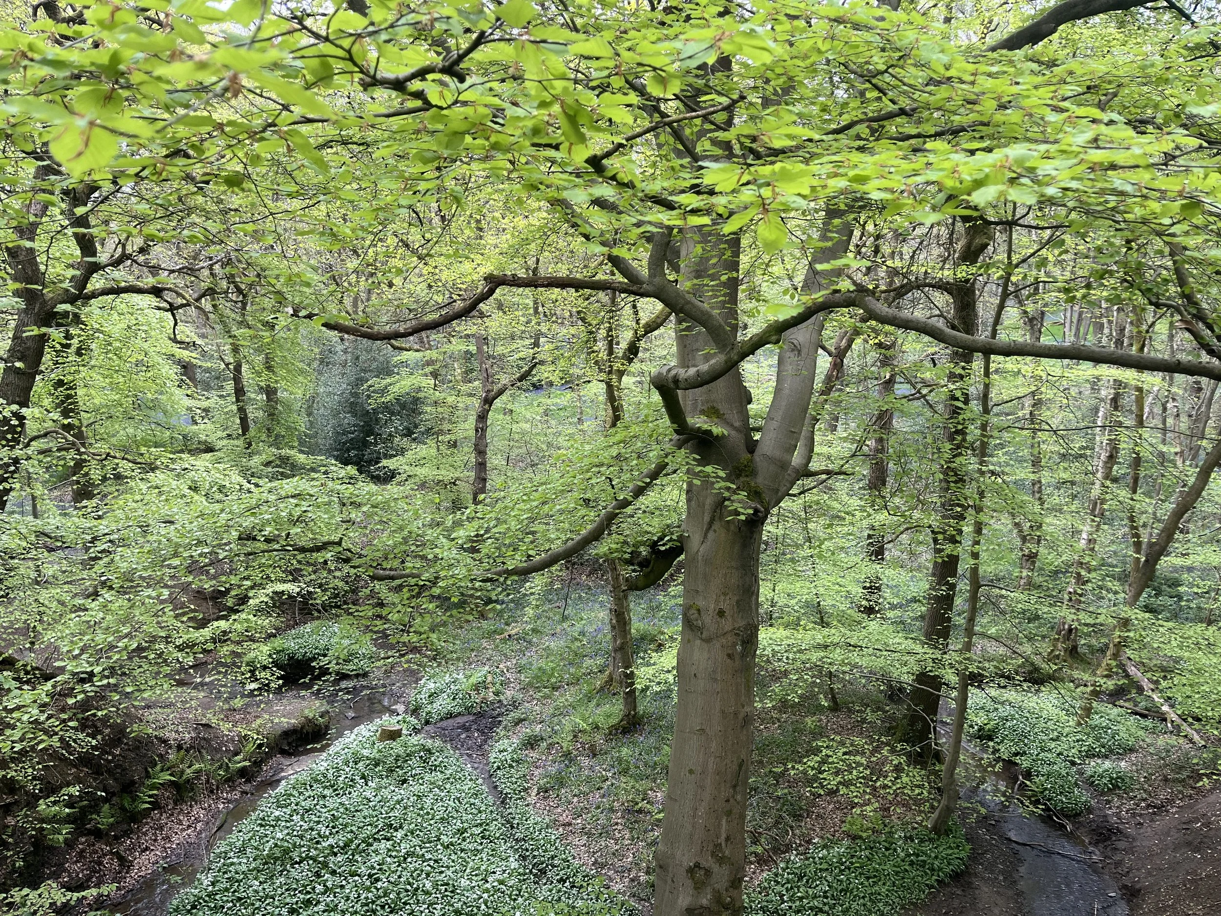 A lush green forest with trees and a small winding stream.