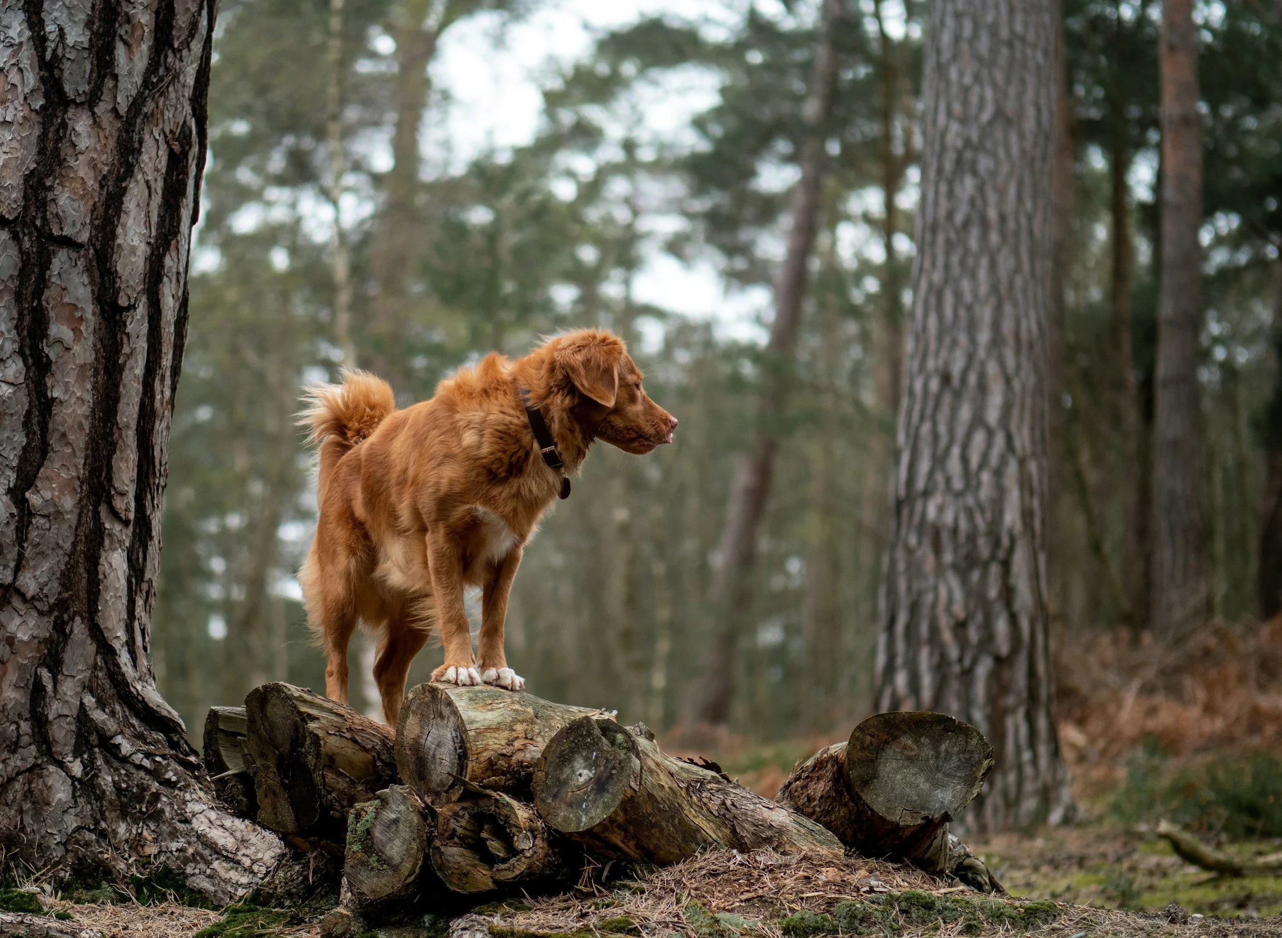 Ein brauner Hund steht auf einem Baumstumpf in einem Waldgebiet, umgeben von Bäumen.