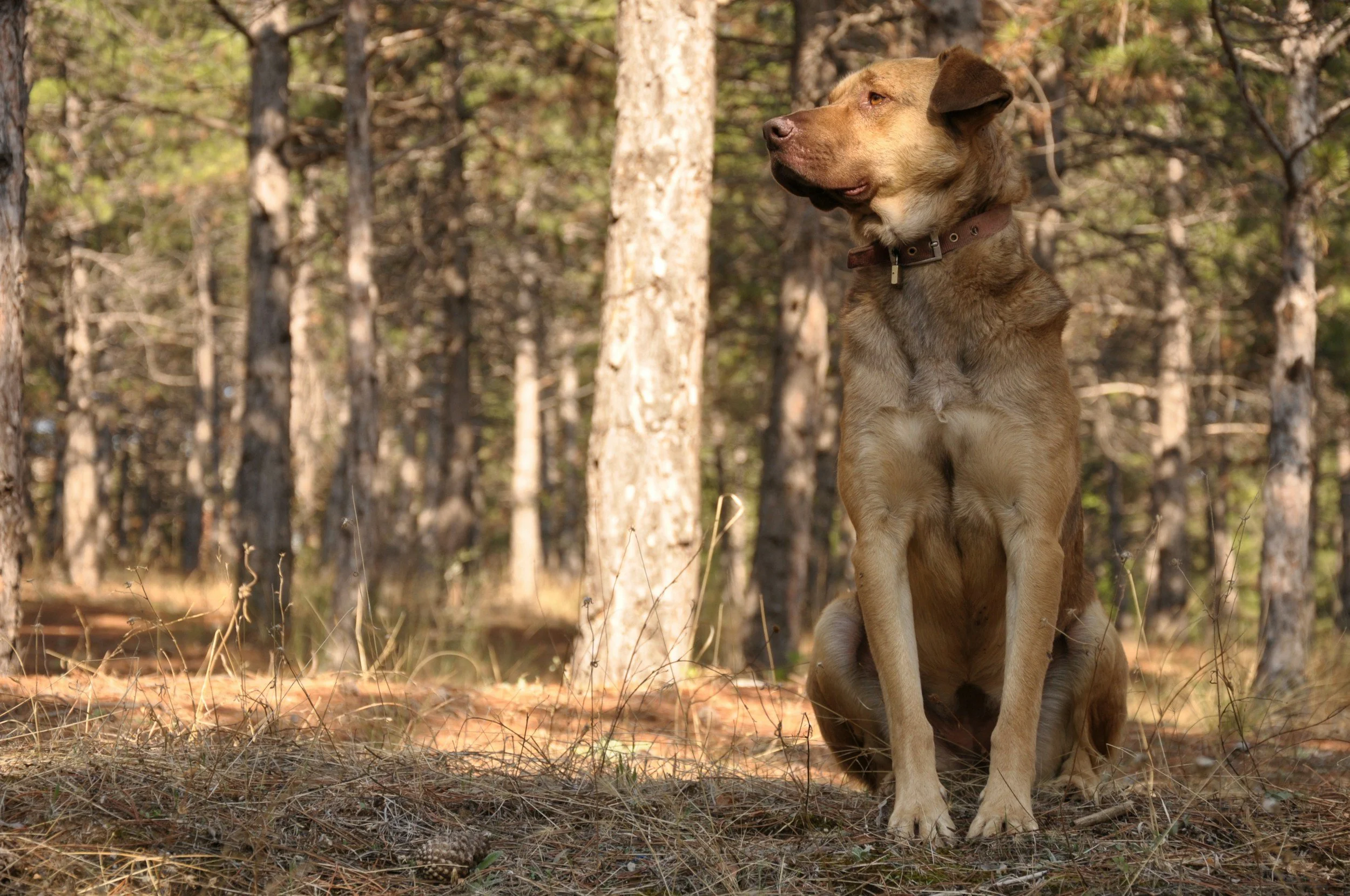 Brauner Hund sitzt im Wald, umgeben von Bäumen, an einem sonnigen Tag.