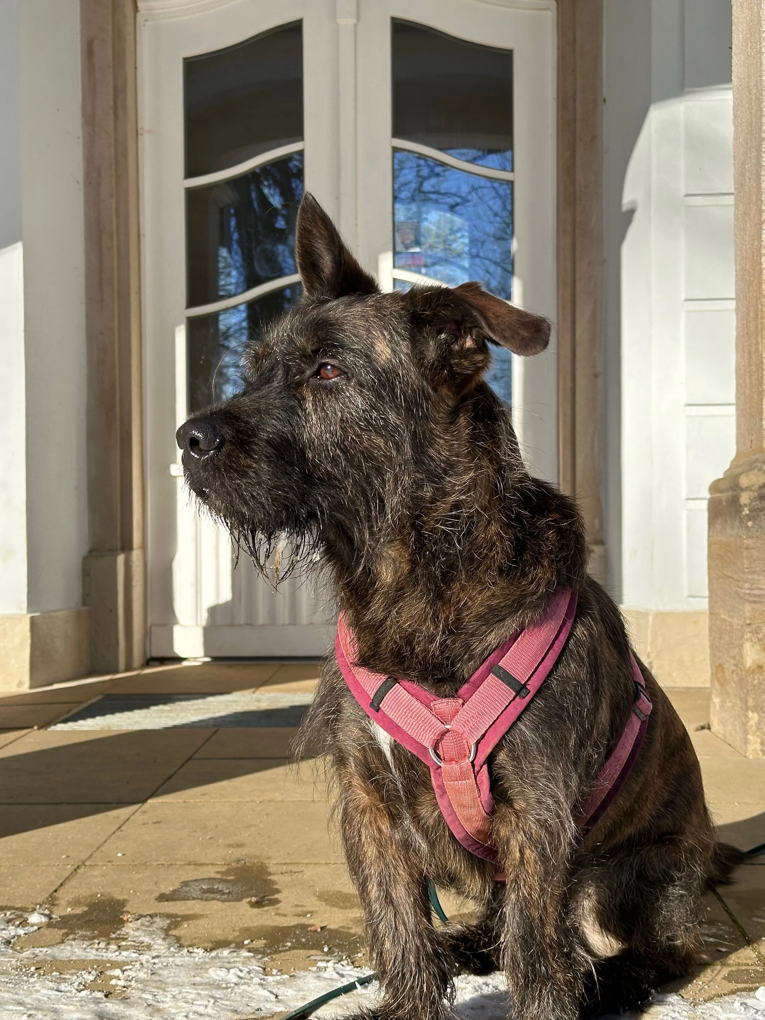 Hund mit braun-schwarzem Fell und pinkem Geschirr sitzt vor einer weißen Tür.