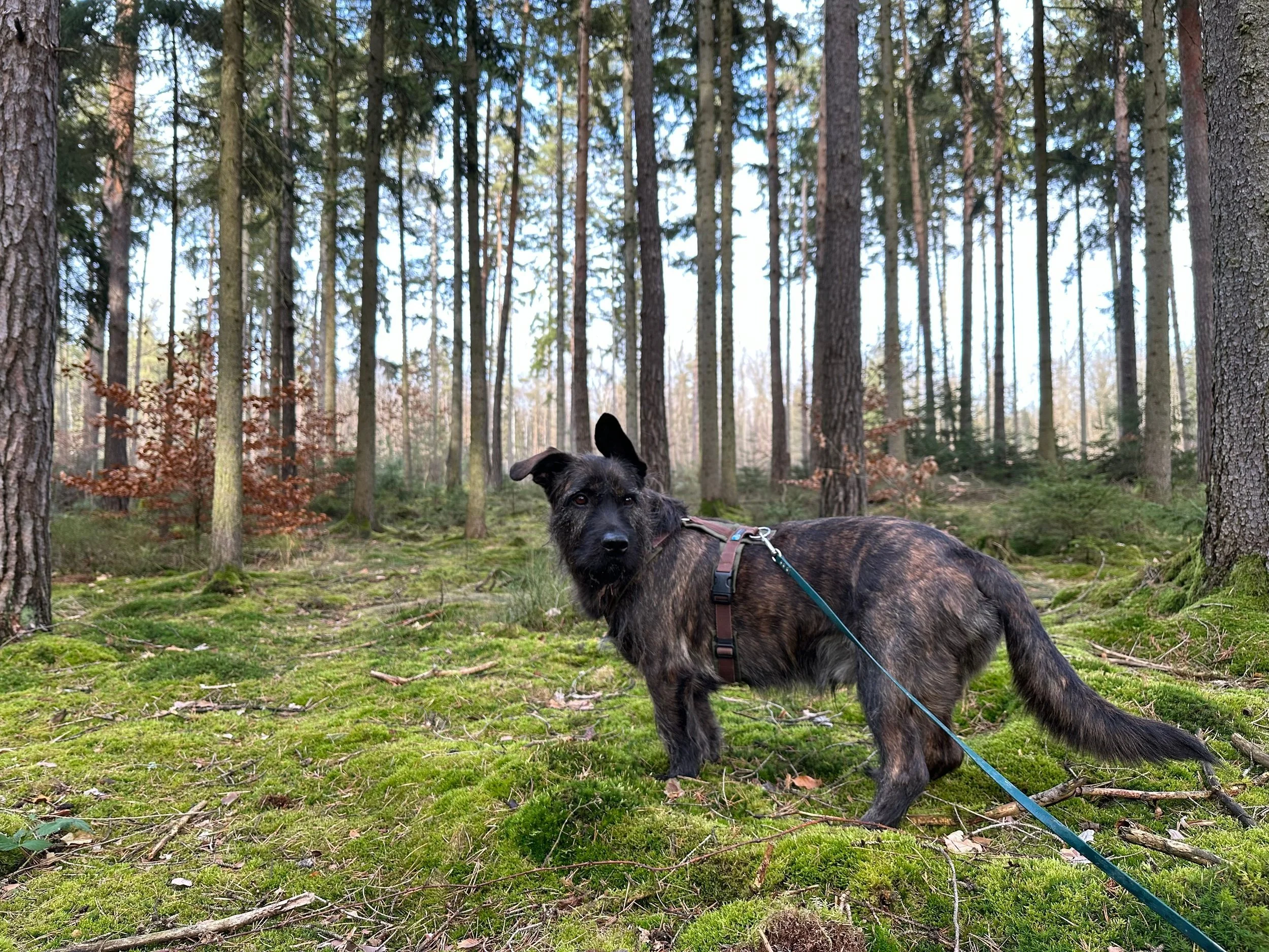 Brauner Hund an der langen Leine im Wald mit üppigem Moosboden und hohen Bäumen.