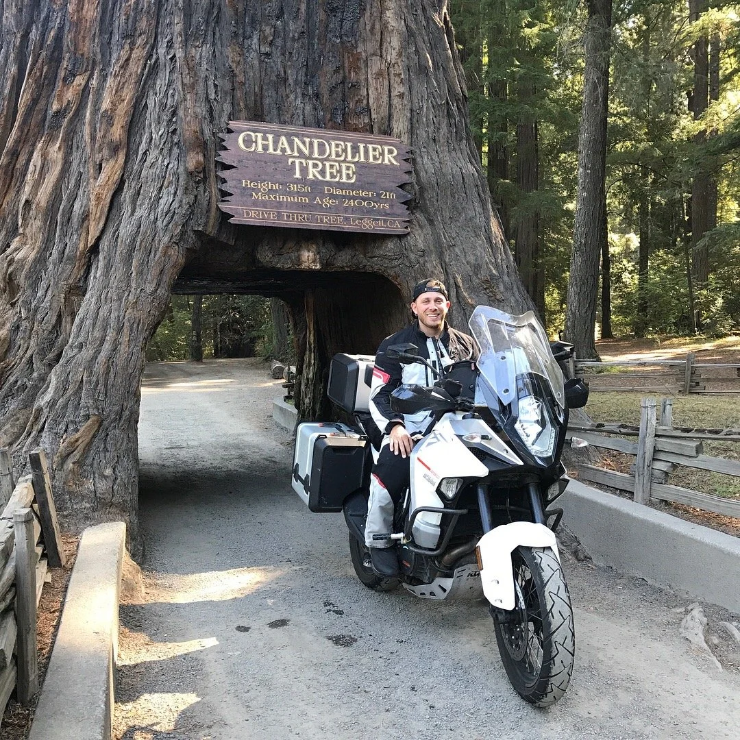 Chandelier Tree (2017)
