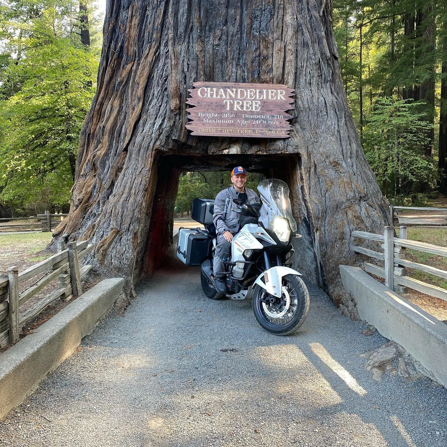 Chandelier Tree (2022)
