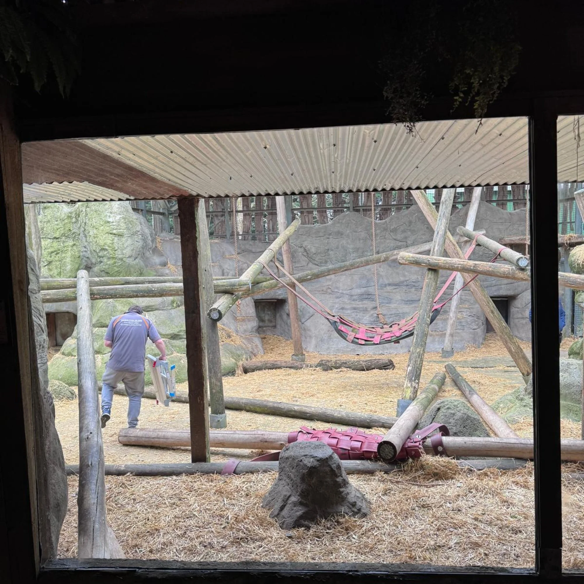 chessington-gorilla-enclosure-glass-viewing-panel.jpg