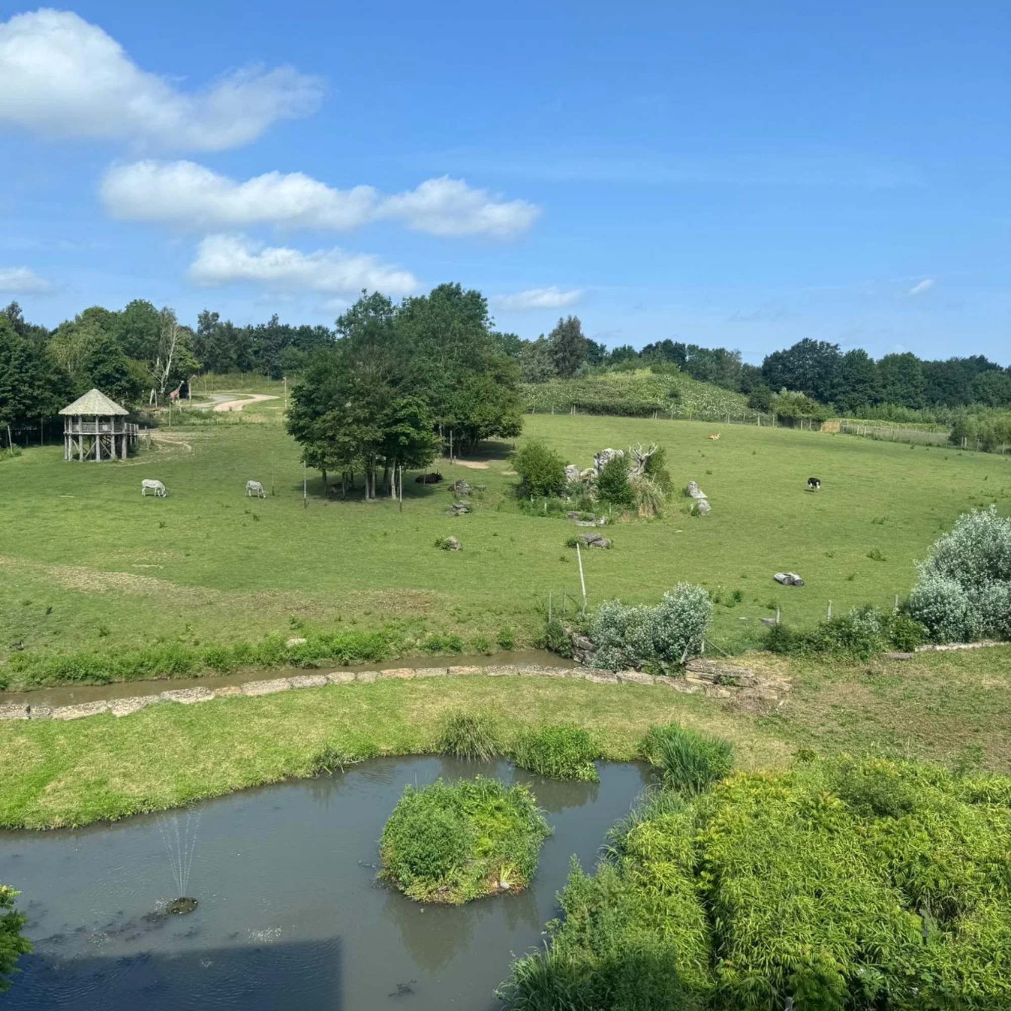 chessington-safari-park-view-from-glass-bridge.jpg