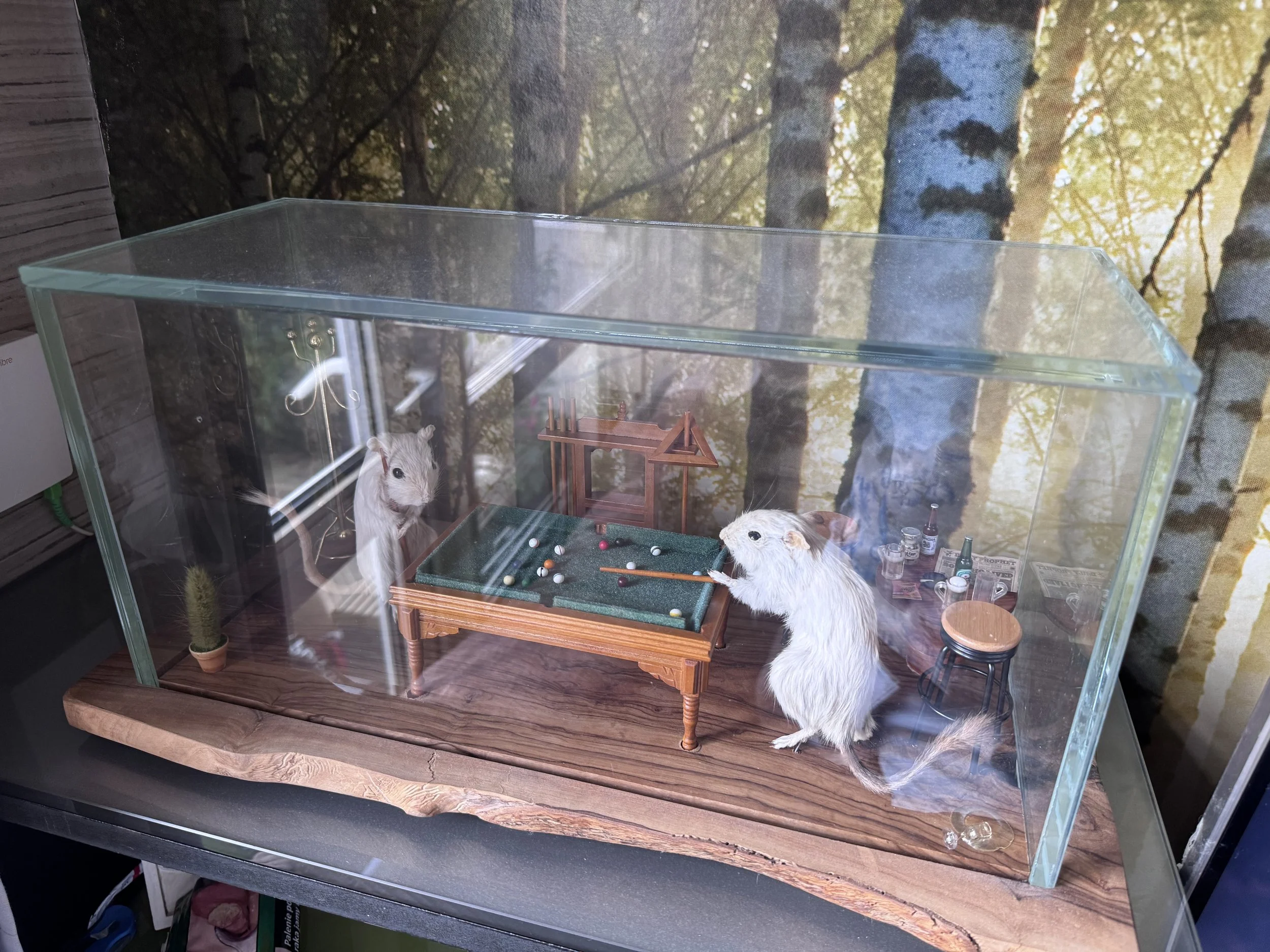 taxidermy glass case, glass display for mounted animals, UV bonded specimen case, custom glass display box, bird taxidermy case UK