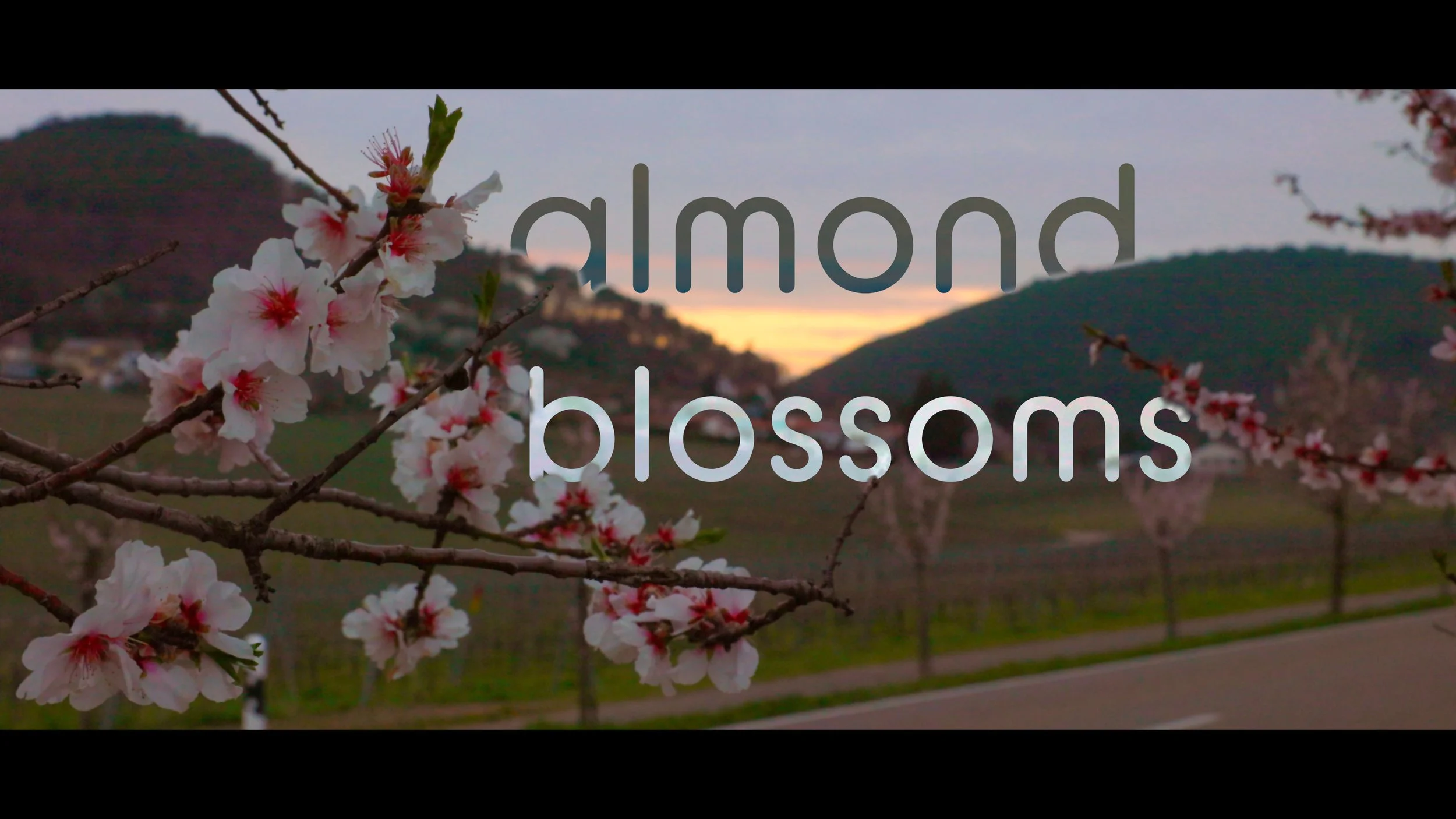 Almond Blossoms