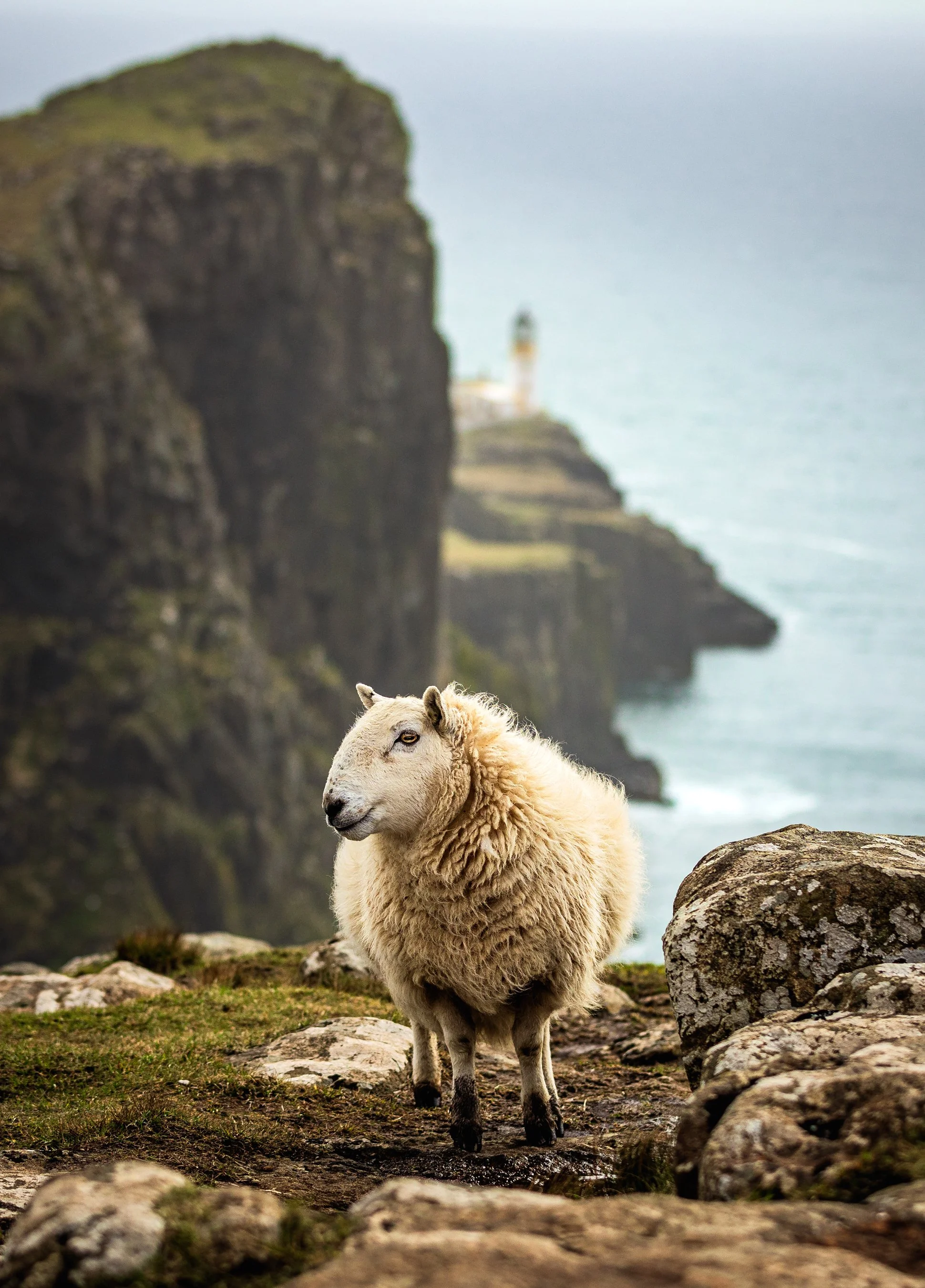 Lighthouse Sheep 1_2556 x 3648_230330.jpg
