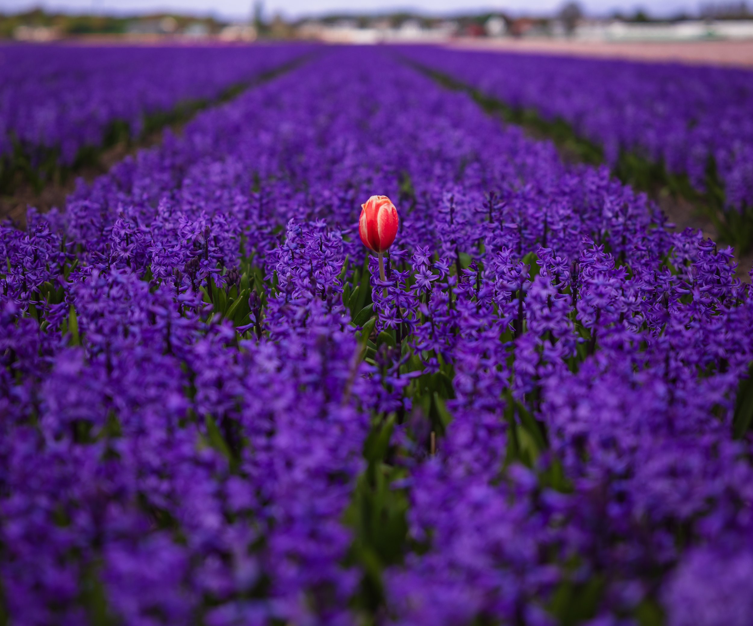Tulip Fields-2.jpg