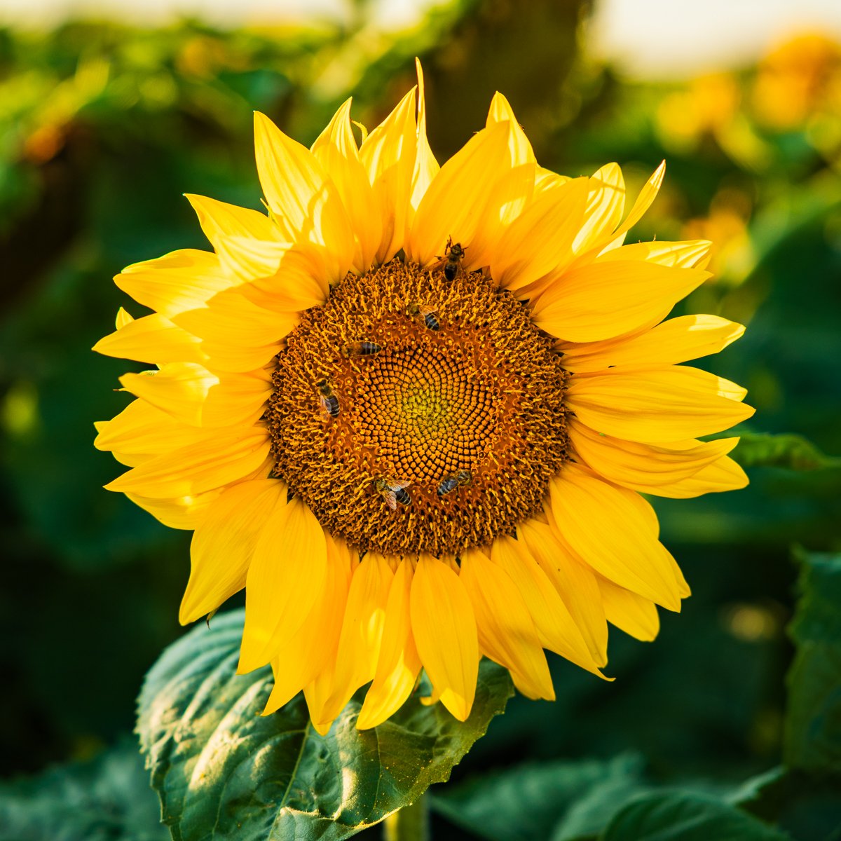 Sunflower_LR-2.jpg