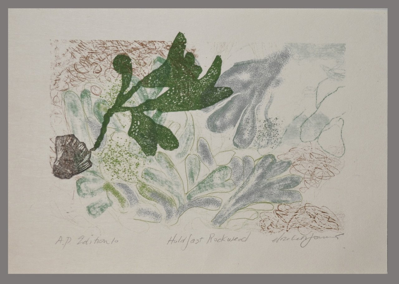 Elizabeth Forrest - %22Holdfast Rockweed%22 - Small Treasures Show 1.jpeg
