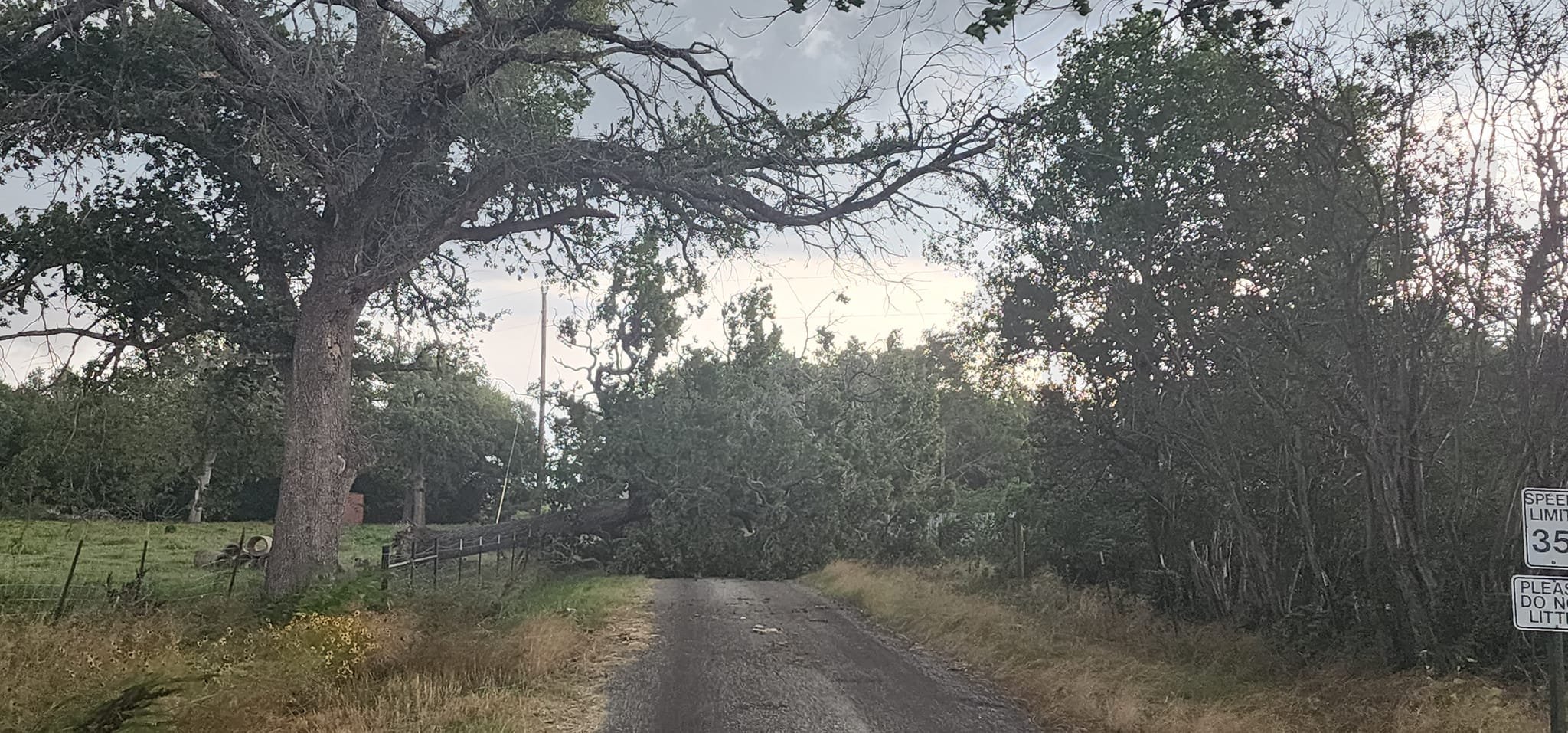 Tree down.jpg