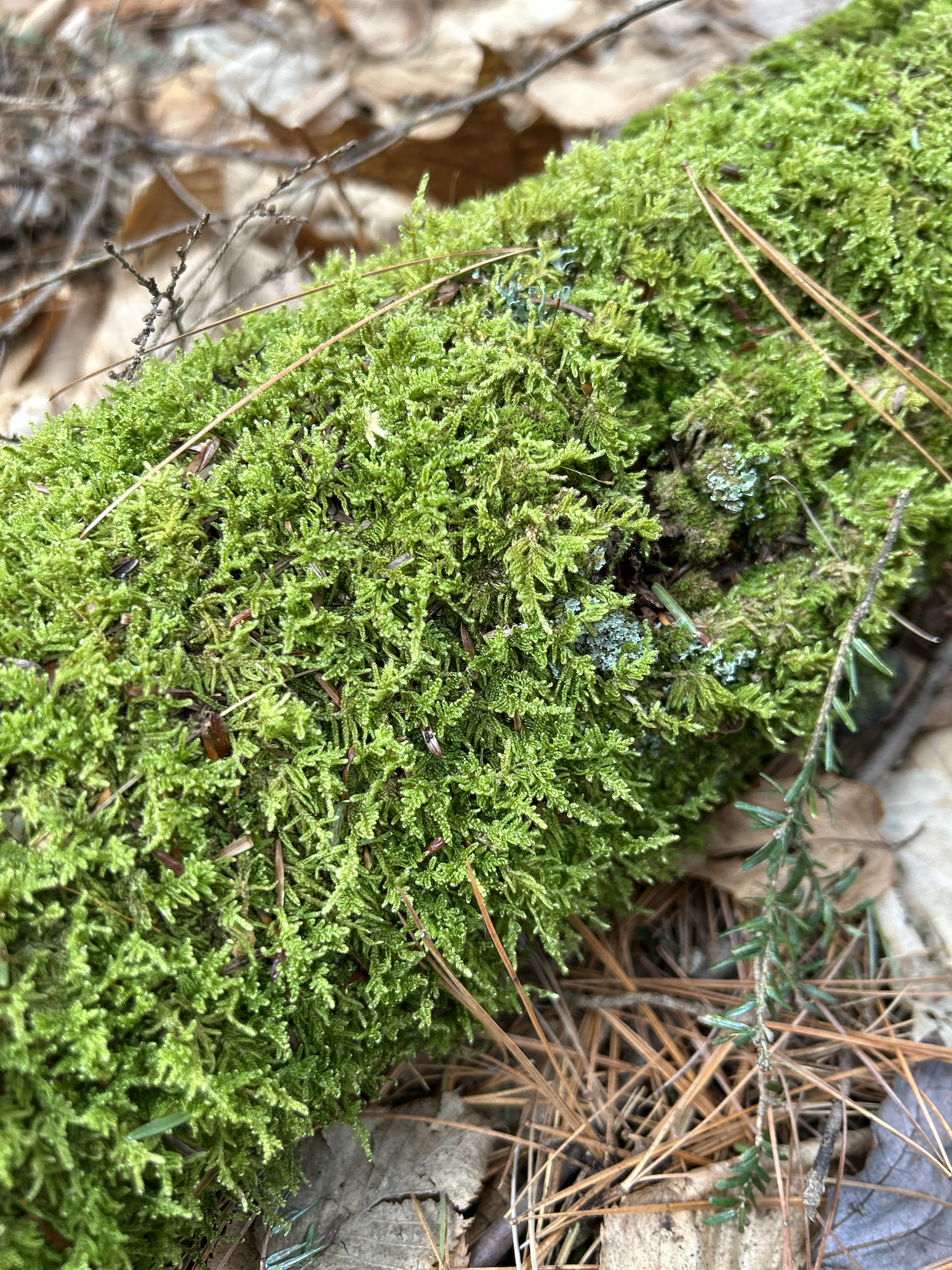 Bright green moss covering a fallen log on the forest floor, highlighting activities to do while hiking and ways to enjoy a hike besides hiking