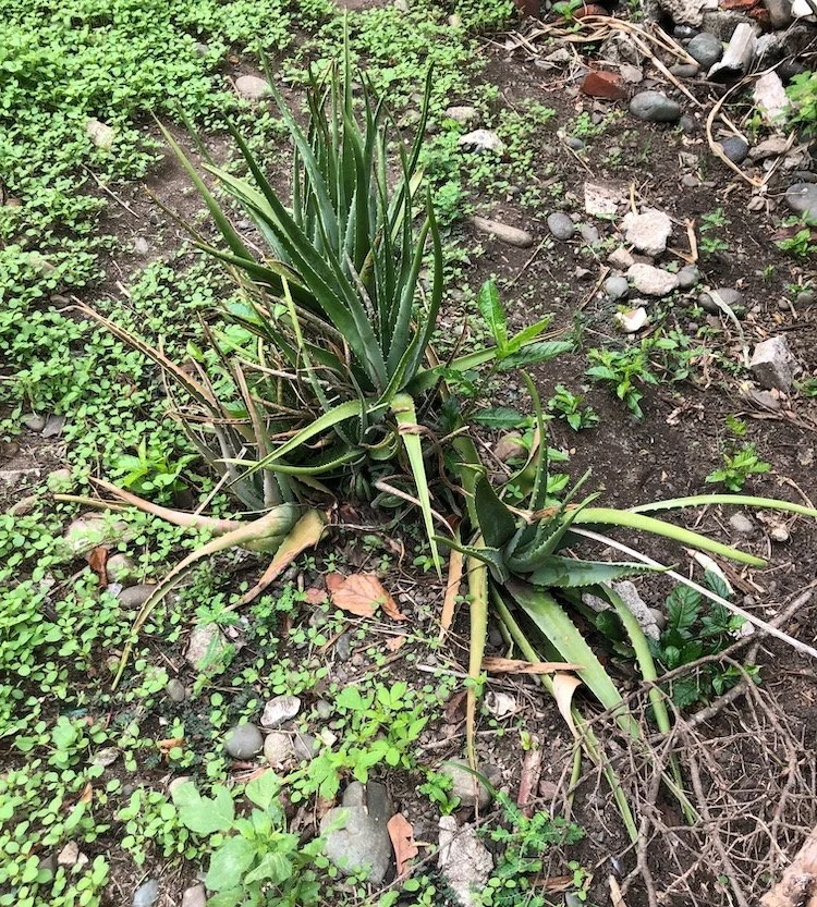 A real aloe vera plant growing in the soil of a backyard in the Dominican Republic, surrounded by rocks, greenery, and natural ground cover.jpeg