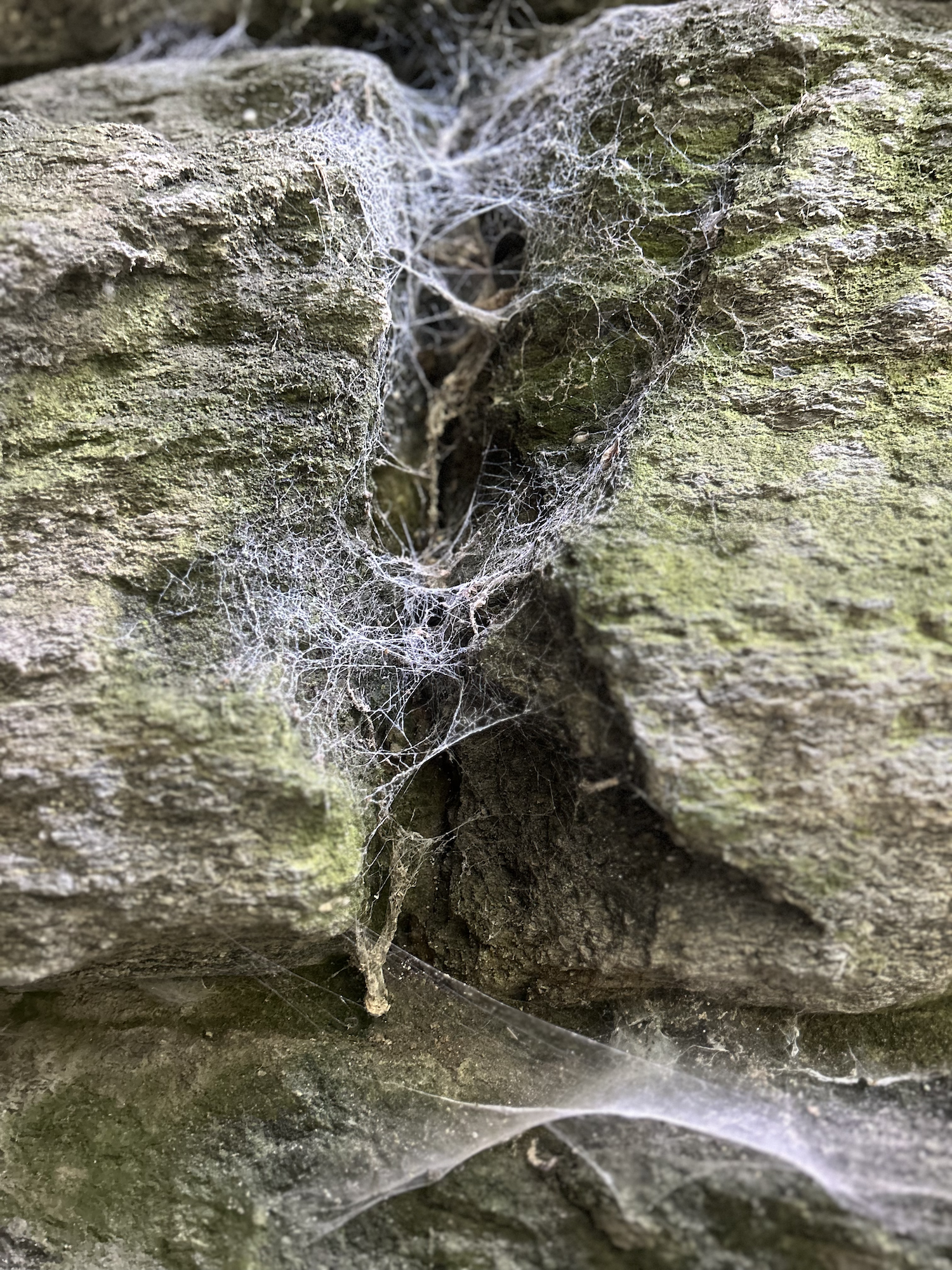 spider web between mossy rocks, small details in nature to reduce overstimulation and create mental space