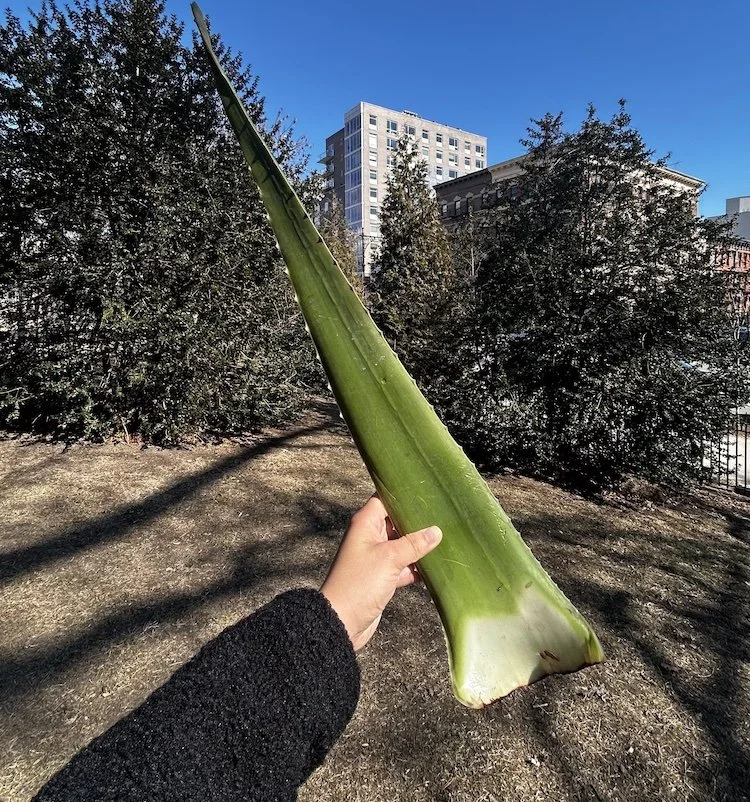 A hand holding a long green aloe leaf stalk in a city park during winter, with bare ground, green trees, and buildings in the background—highlighting urban nature and plant-based wellness