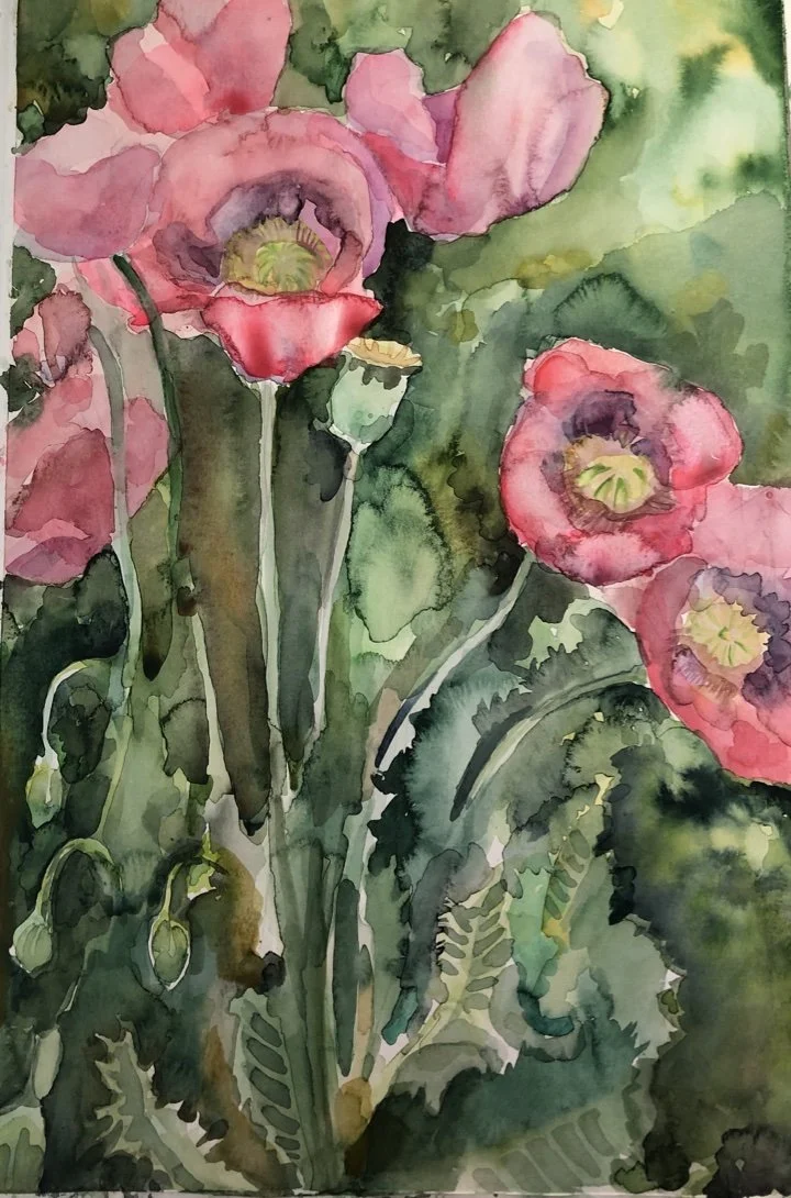 Watercolor Poppies, on Paper, 12"x16", SOLD