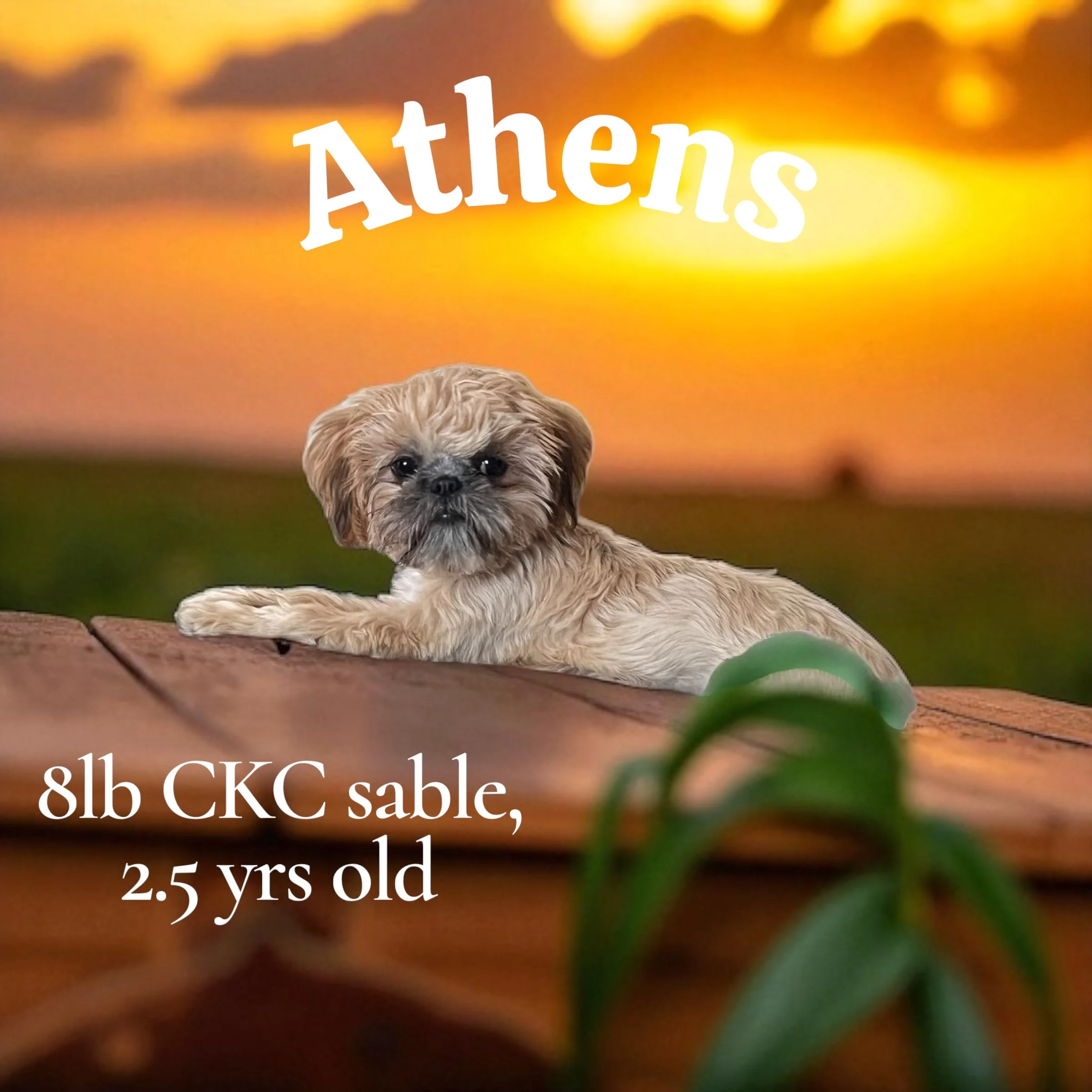 A small brown and black puppy lying on wooden surface with a blurred green plant in the foreground against a sunset sky. Text overlay reads 'Athens, 8lb CKC sable, 2.5 yrs old.'