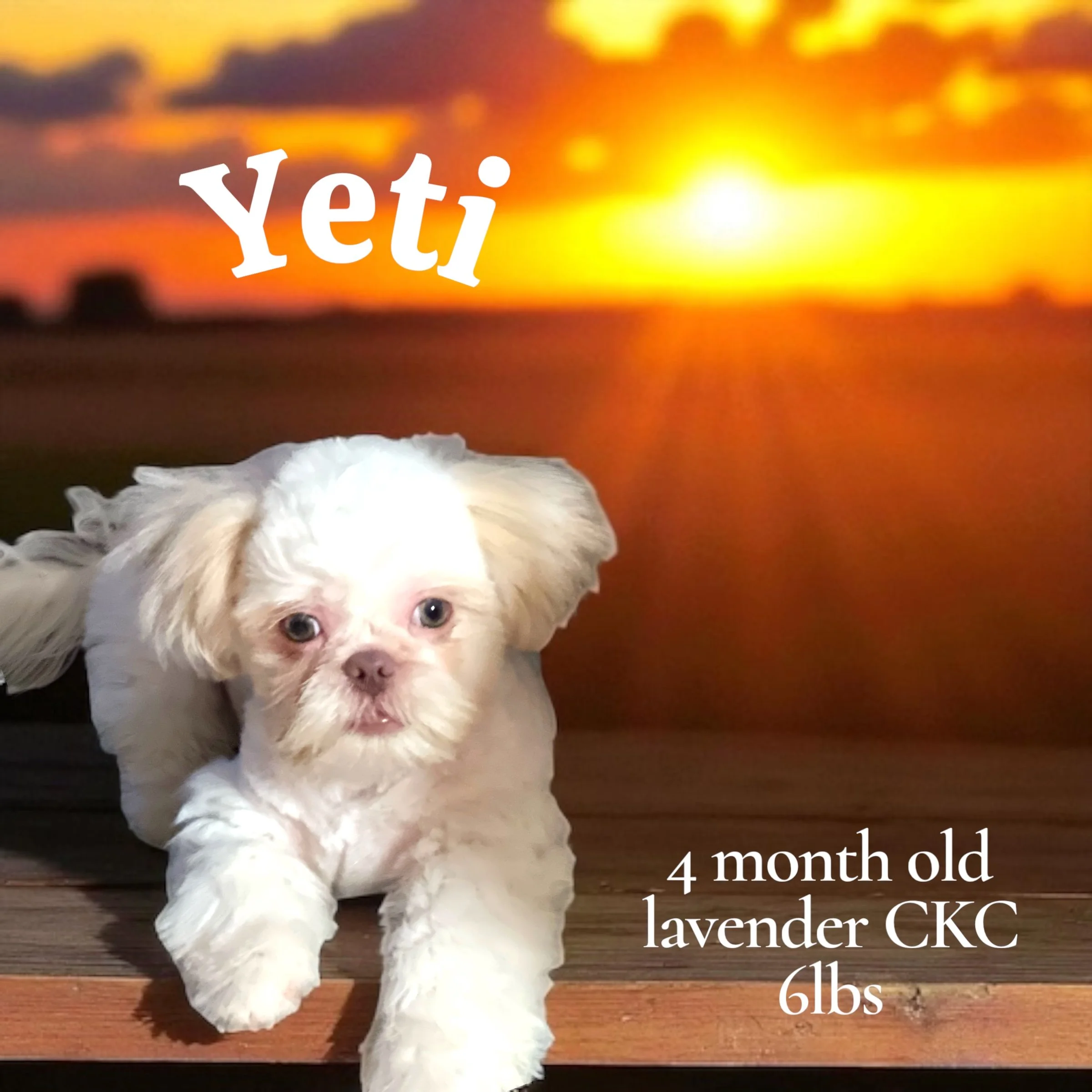 A small, white puppy laying on a wooden surface with a sunset in the background. The text on the image reads: "Yeti," "4 month old lavender CKC," and "6 lbs."