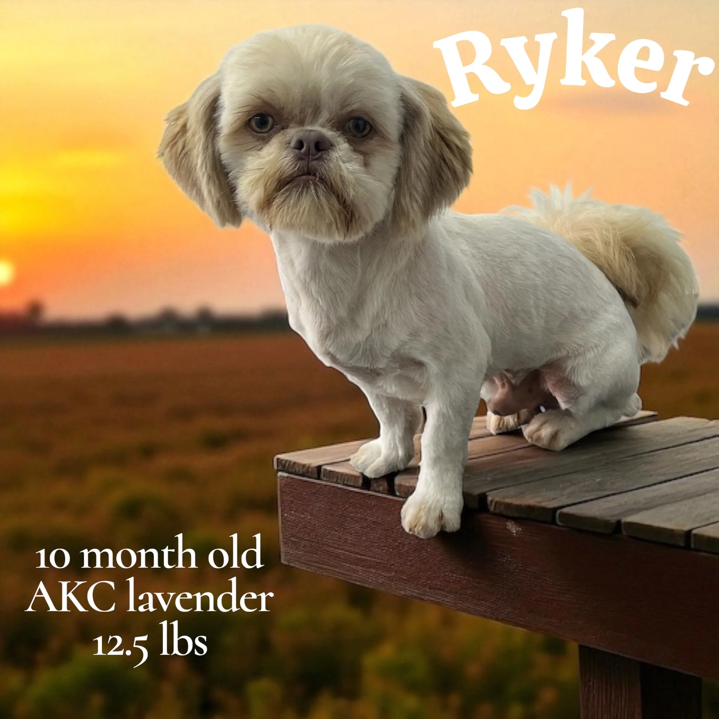 A small dog with a dog's face photoshopped onto it, sitting on a wooden platform against a sunset background. Text on the image says "Ryker," "10 month old," "AKC lavender," and "12.5 lbs."