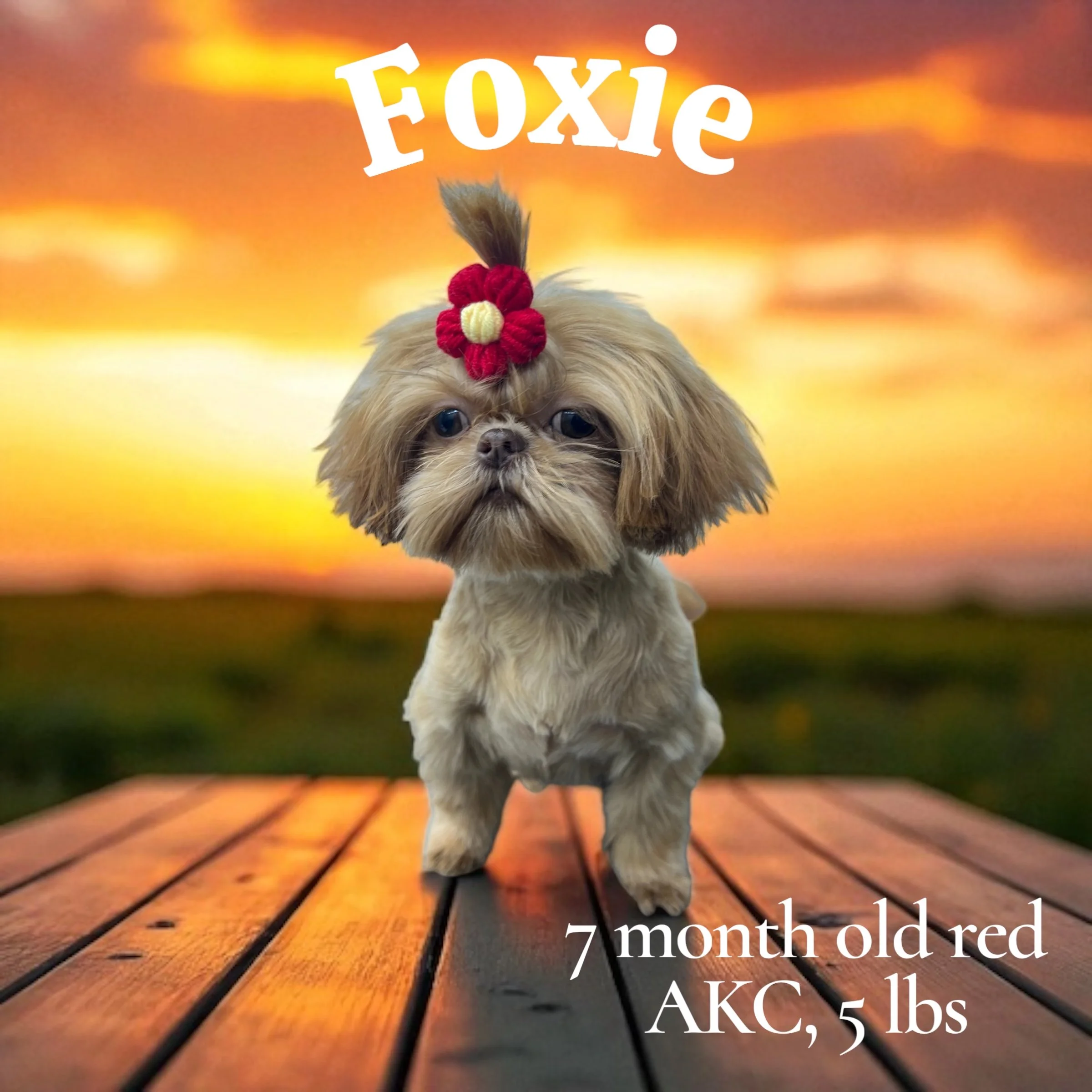 Adorable small dog with a red flower headband standing on a wooden deck during a sunset, with text overlay "Foxie, 7 month old red AKC, 5 lbs".