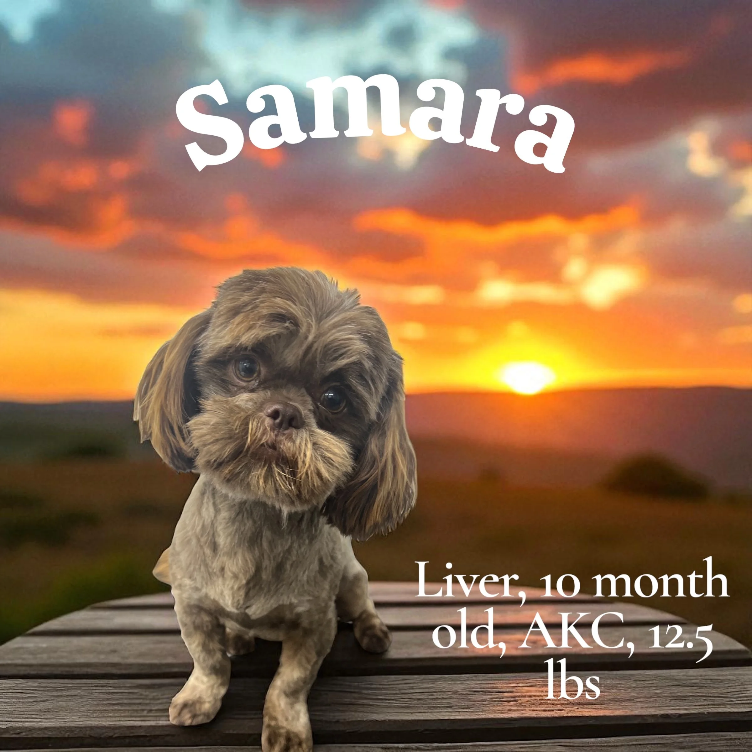 Cute brown and gray puppy on a wooden platform with a sunset background. Text overlays read 'Samara, Liver, 10 months old, AKC, 12.5 lbs.'
