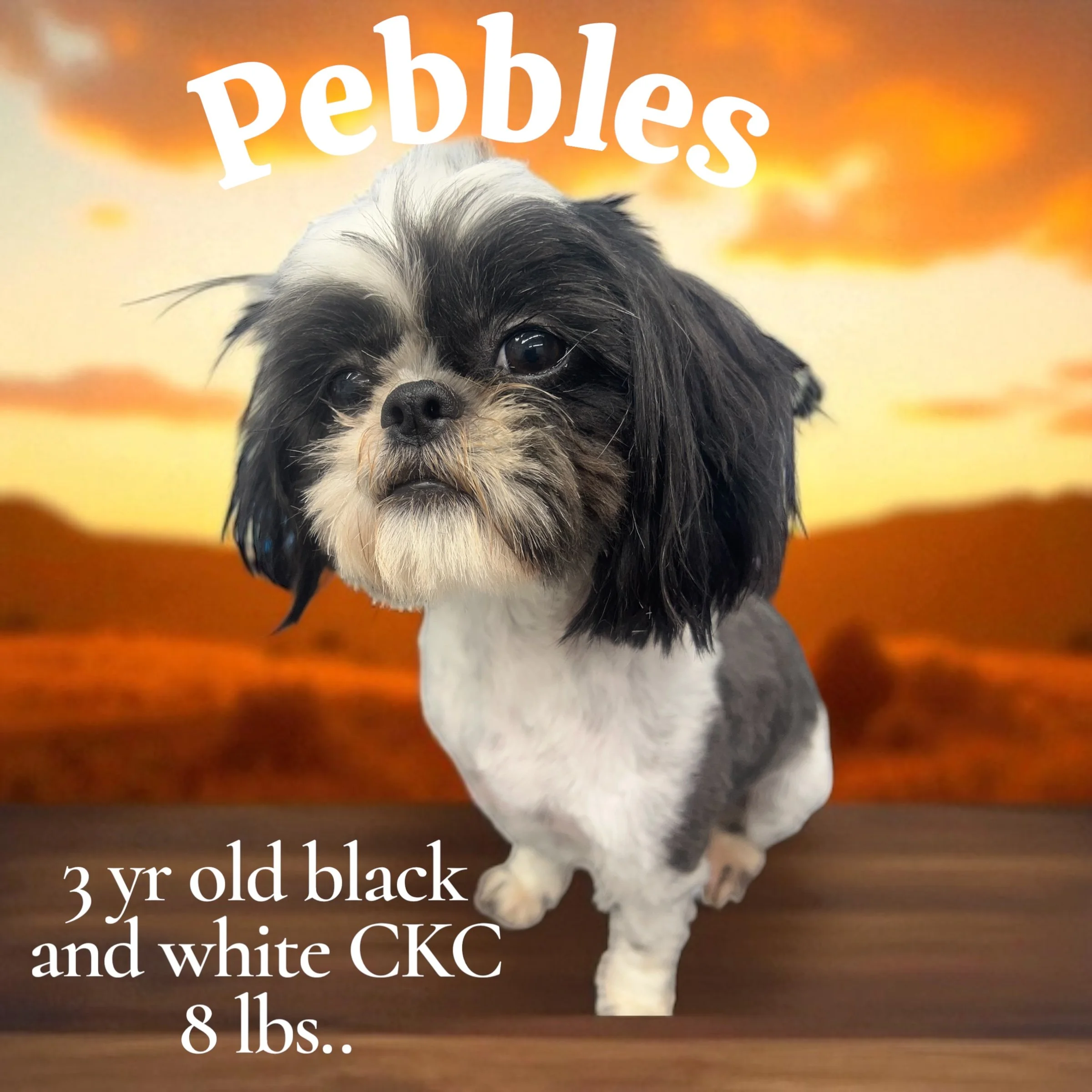 Photo of a small black and white dog with long fur on the face, standing against a sunset background with the word 'pebbles' written above and text below that reads '3 yr old black and white CKC, 8 lbs.'.