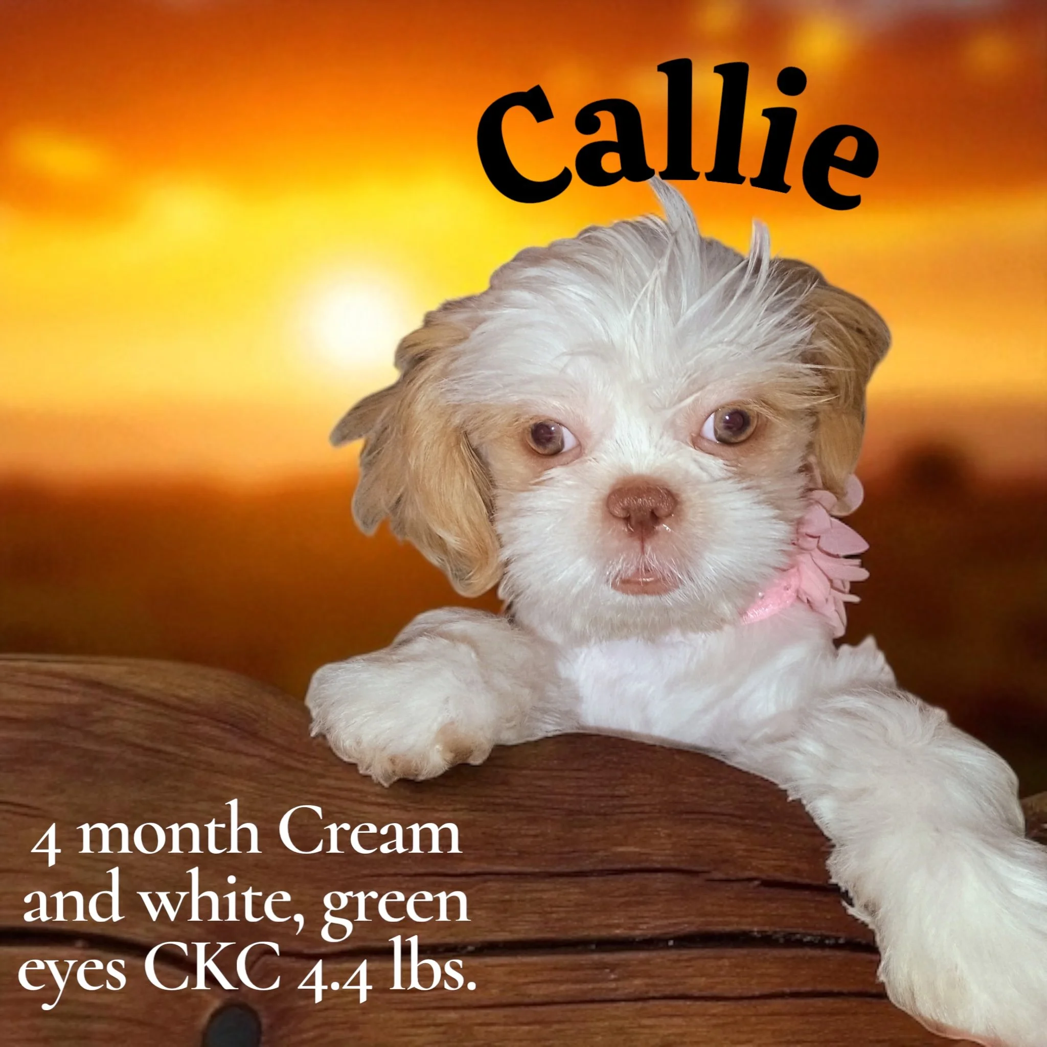 A small puppy with white and cream-colored fur, green eyes, and a pink flower collar sitting on a wooden surface against a sunset background, with text indicating it is a 4-month-old CKC registered puppy weighing 4.4 pounds named Callie.