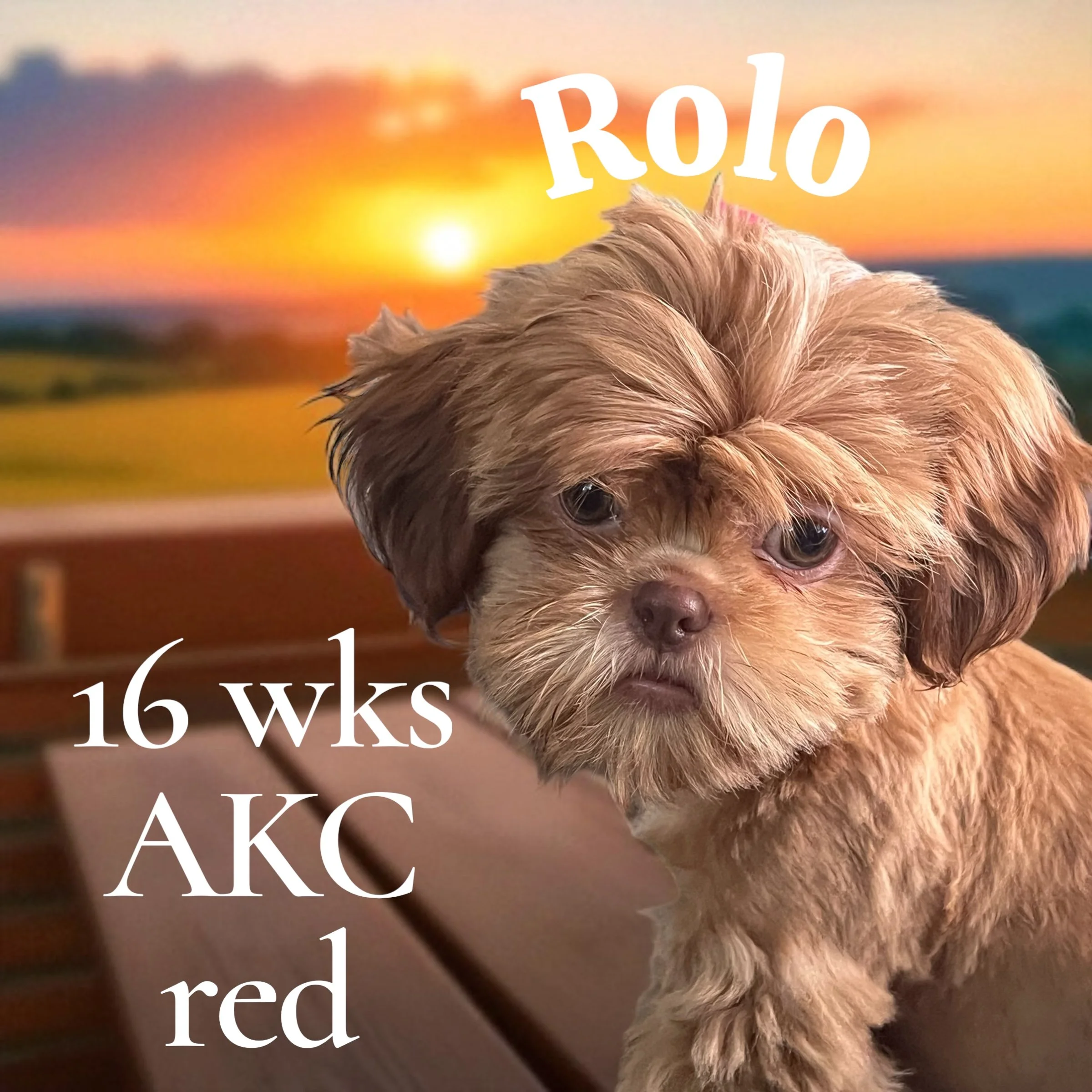 A cute puppy with brown fur and long ears standing outdoors during sunset with a blurred landscape background and overlay text about the puppy's age, breed, and color.