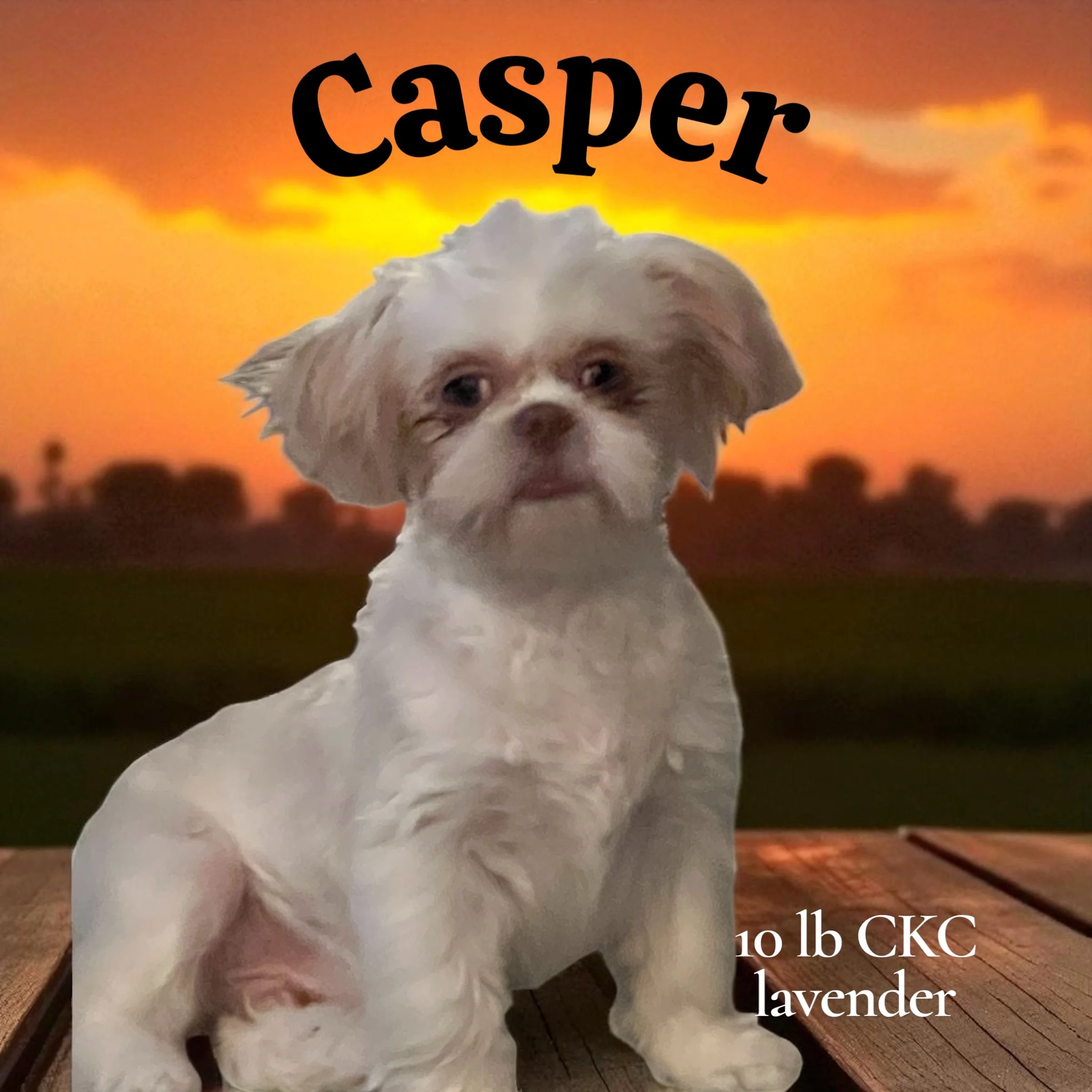 A small dog with white and brown fur sitting on a wooden surface at sunset. The background shows a colorful sky with orange and yellow hues. The image has the name 'Casper' at the top and text indicating the dog is a 10-pound CKC lavender.