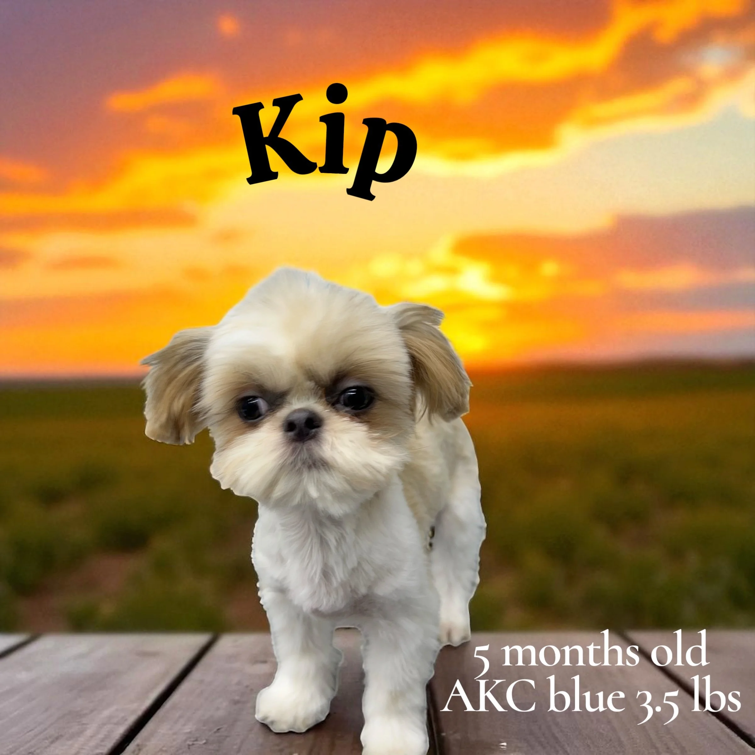 A small tan and white puppy with big, dark eyes, standing on a wooden surface at sunset with a colorful sky in the background. Text on the image reads 'Kip,' and additional text states '5 months old, AKC blue, 3.5 lbs.'