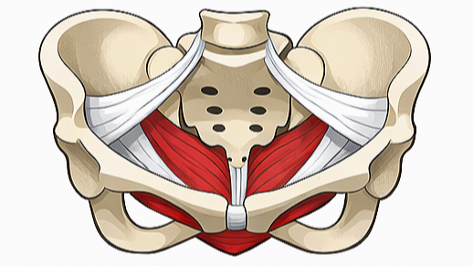 Illustration of the human pelvis with layered muscles and ligaments, viewed from below.