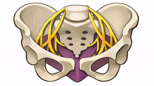 Illustration of the human pelvis with internal neural structures, nerves, and muscles visible.