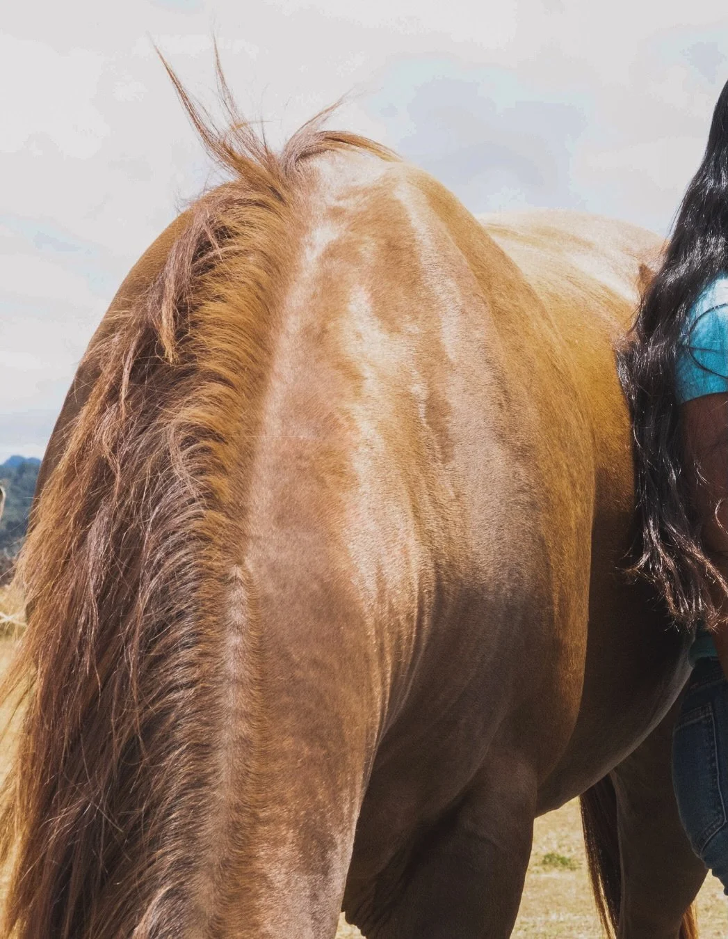 ✨☁️ How I see you with you with a horse.. 

Backed up to the Ko&rsquo;olau Range, an oasis awaits with endless mountain views, palm groves and free-spirited horses. 

Editorial, athletic or just for fun, you will walk away with a collection of photos