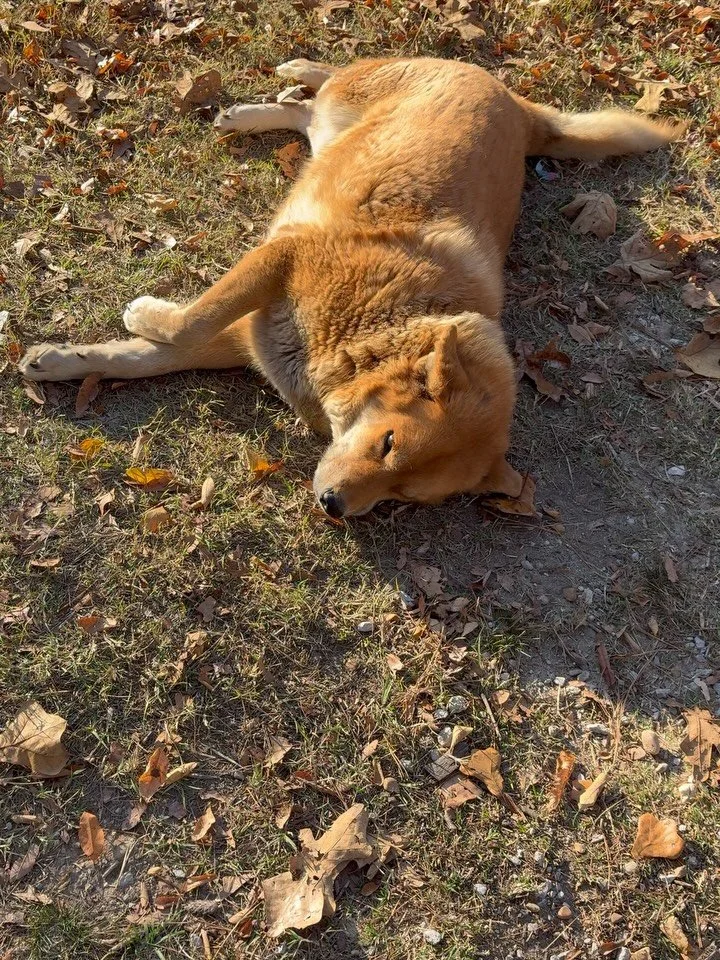 Last @truesouthtv voice over recording session of the year @taproot_audio_design Sunny, soaking up morning rays, is here to greet me. And Jeffrey has your hot sauce needs covered for the holidays. @truesouthtv Behind the Scenes episode coming Novembe