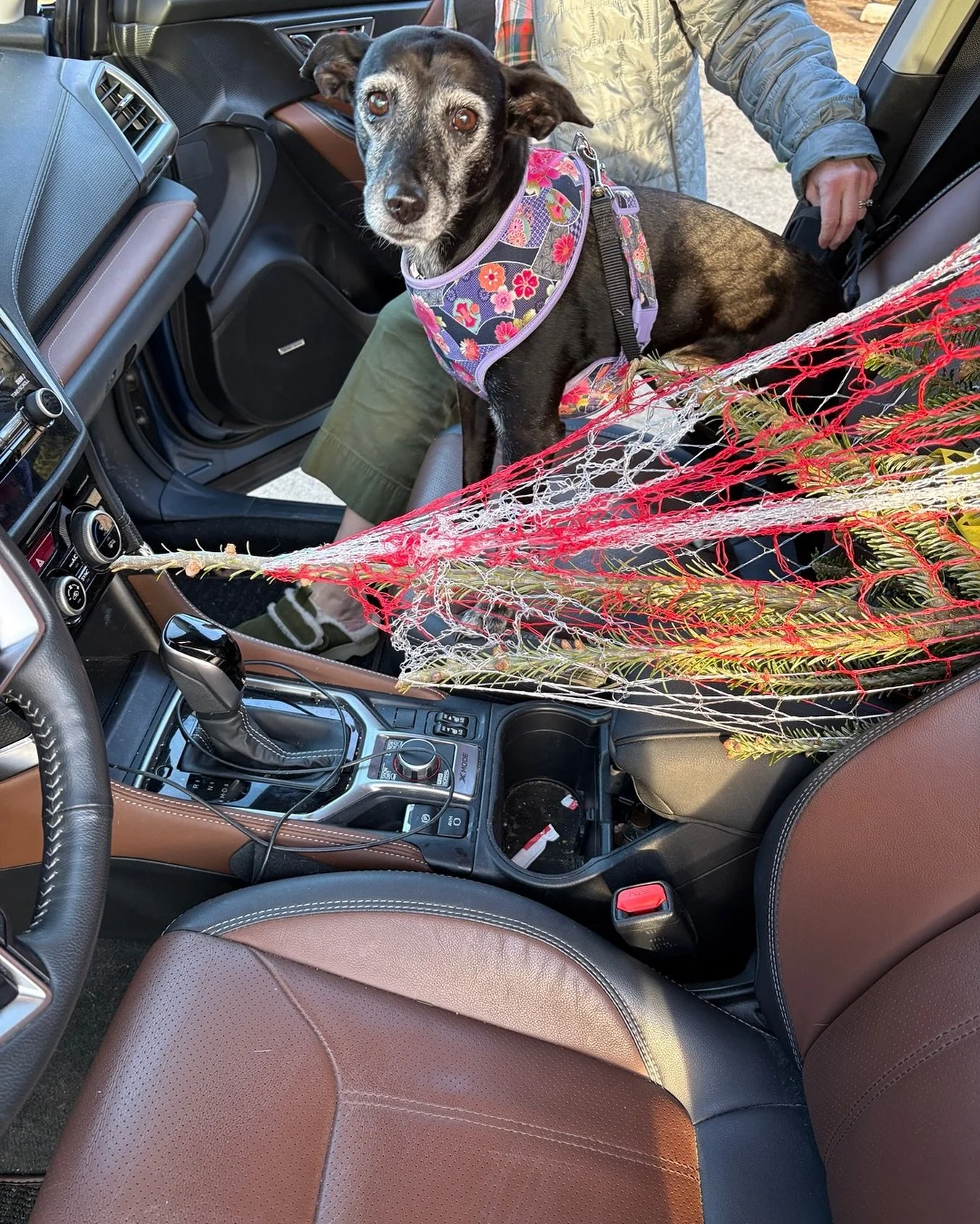 Gentle people, start your holiday season! Lurleen rode shotgun today when @hobbsblair and I picked up the family tree @laureltreegardencenter