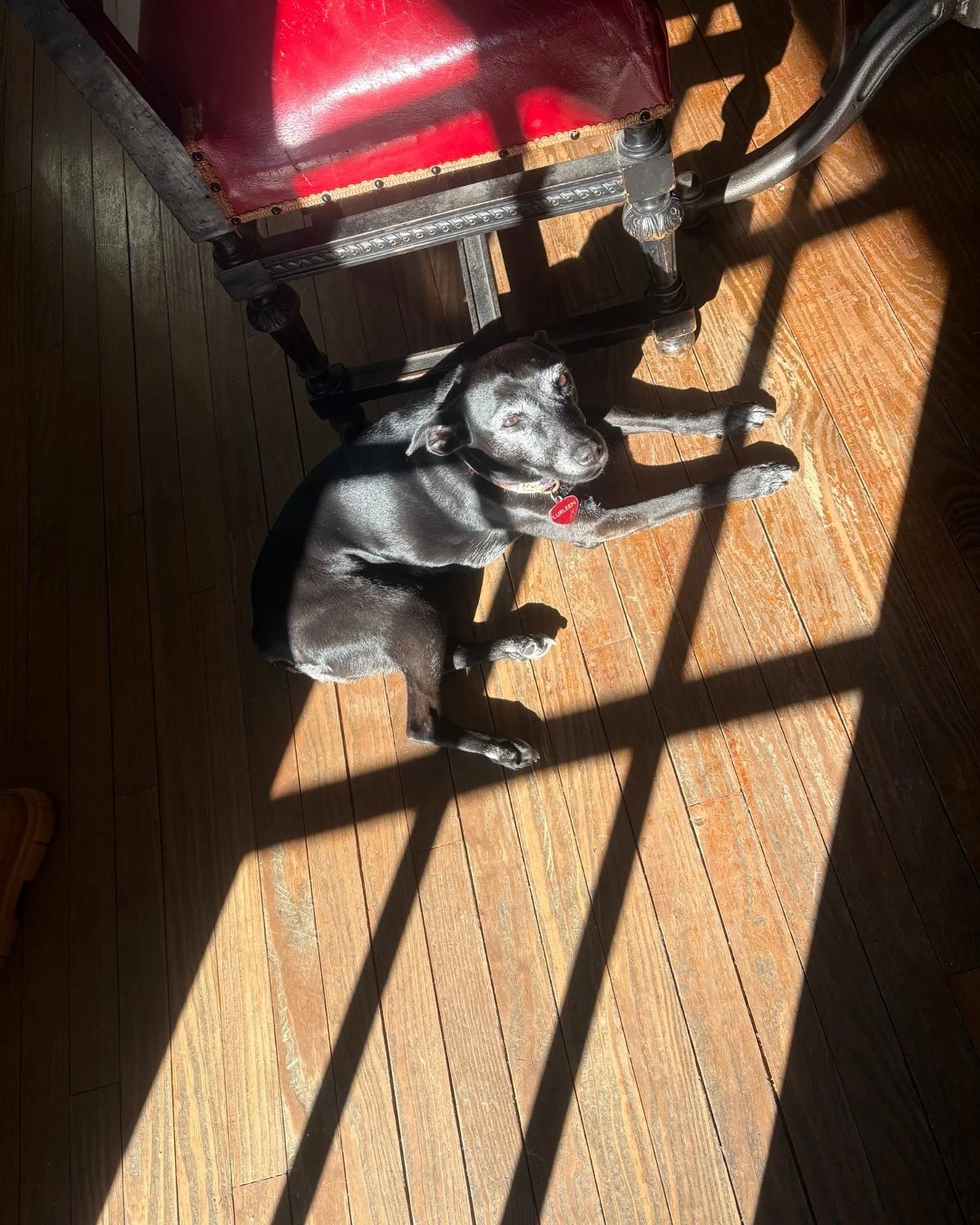 Lurleen hopes you find the patch of sun you need on this cold cold day&hellip;