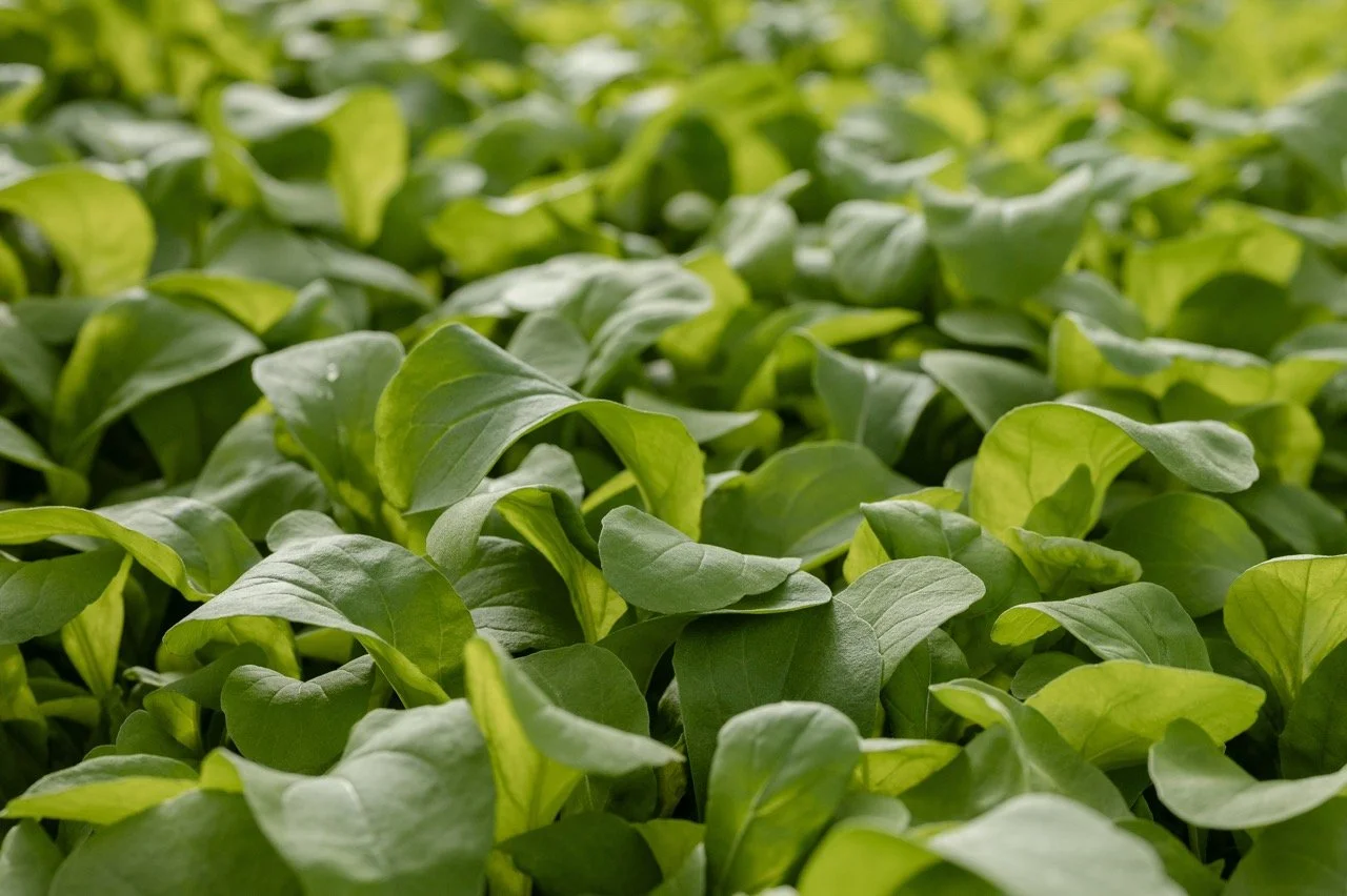 C.McKenziePhotography_20 Large.jpeg