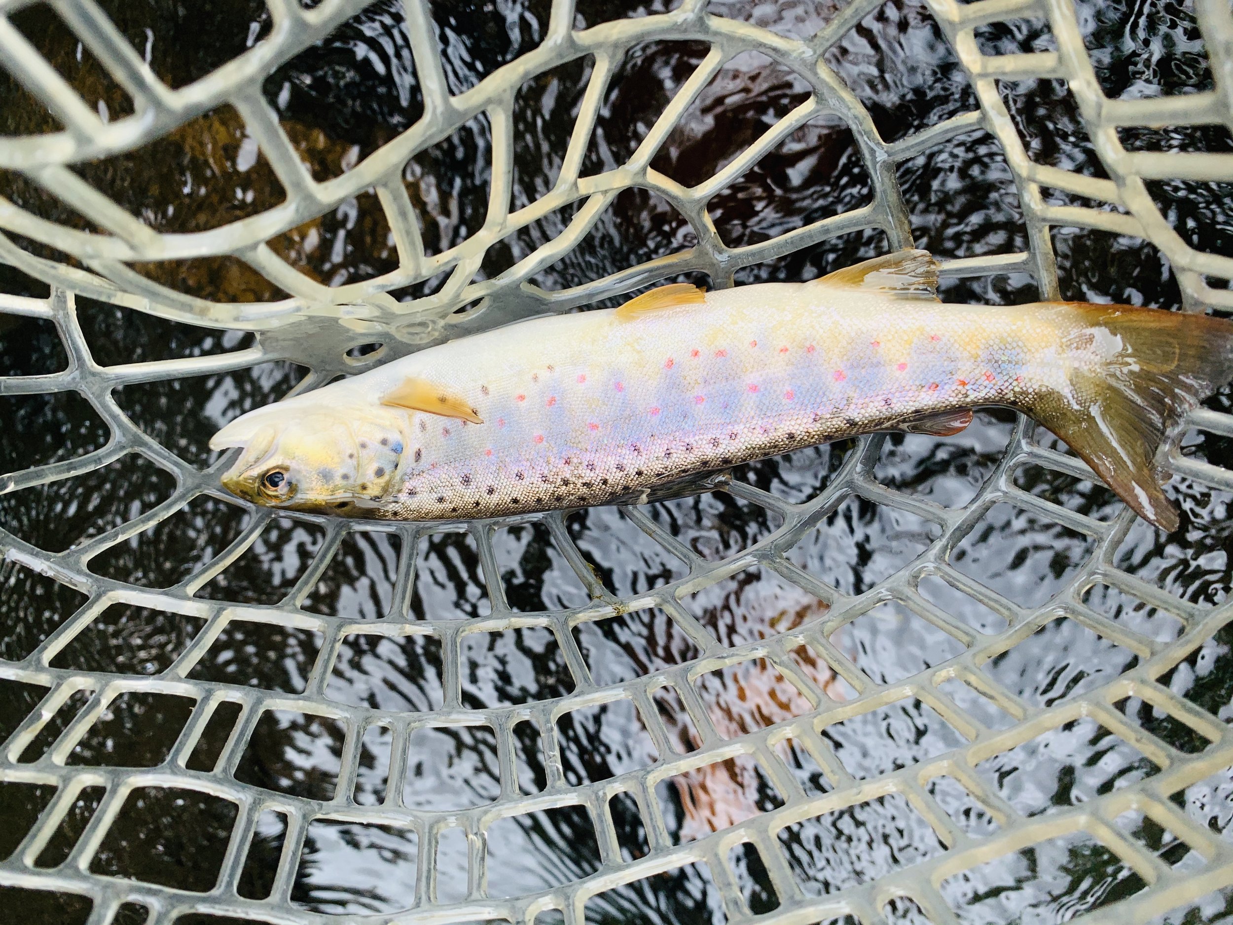 Savage River