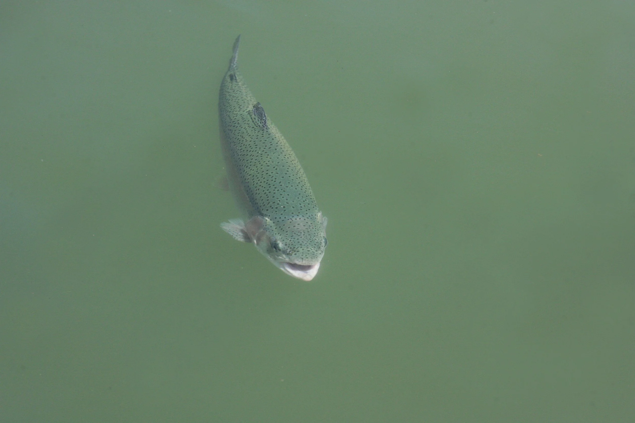 Albert Powell Fish Hatchery