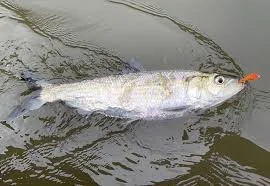 FCC Shad Night, 2026