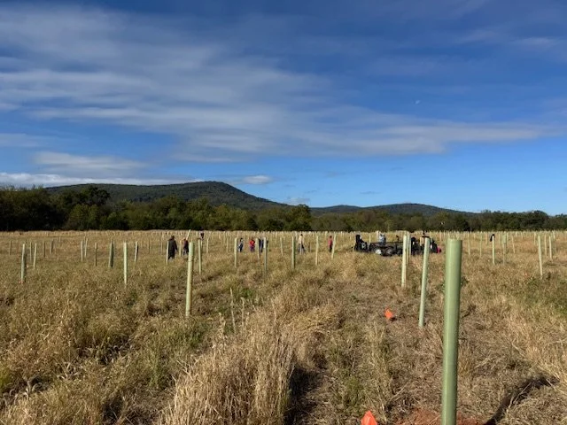 Tree Planting Project w/Streamlink Education