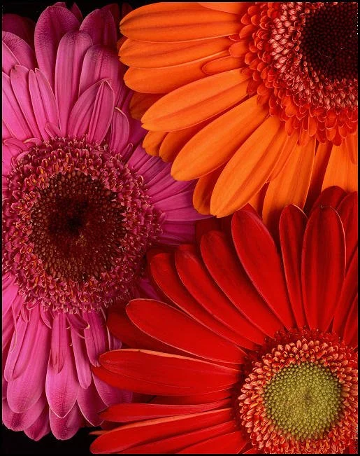 Trois fleurs de gerbera colorées en gros plan, une rose, une orange et une rouge.