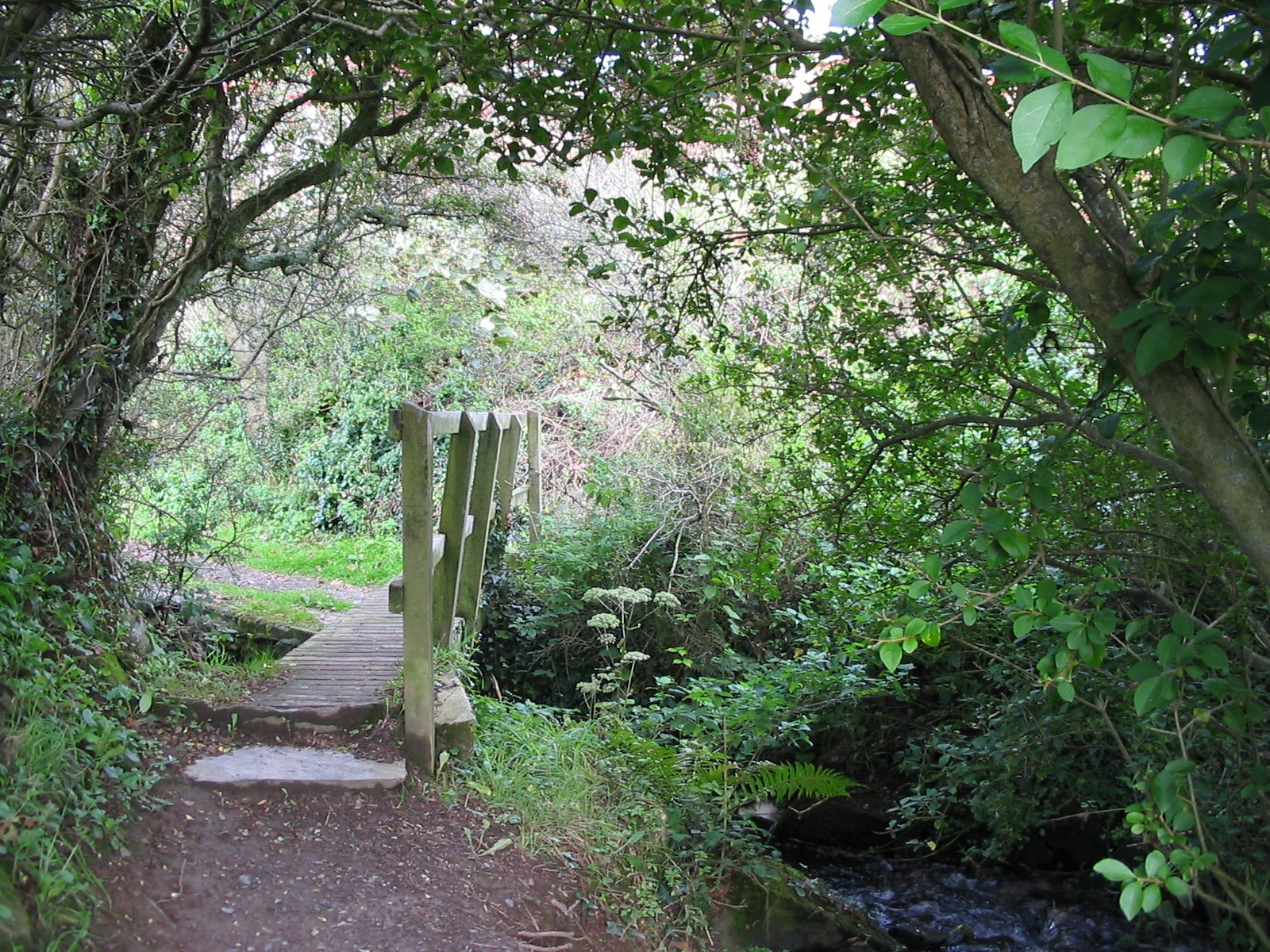 Sentier forestier avec petit pont en bois, entouré de végétation luxuriante et ruisseau.